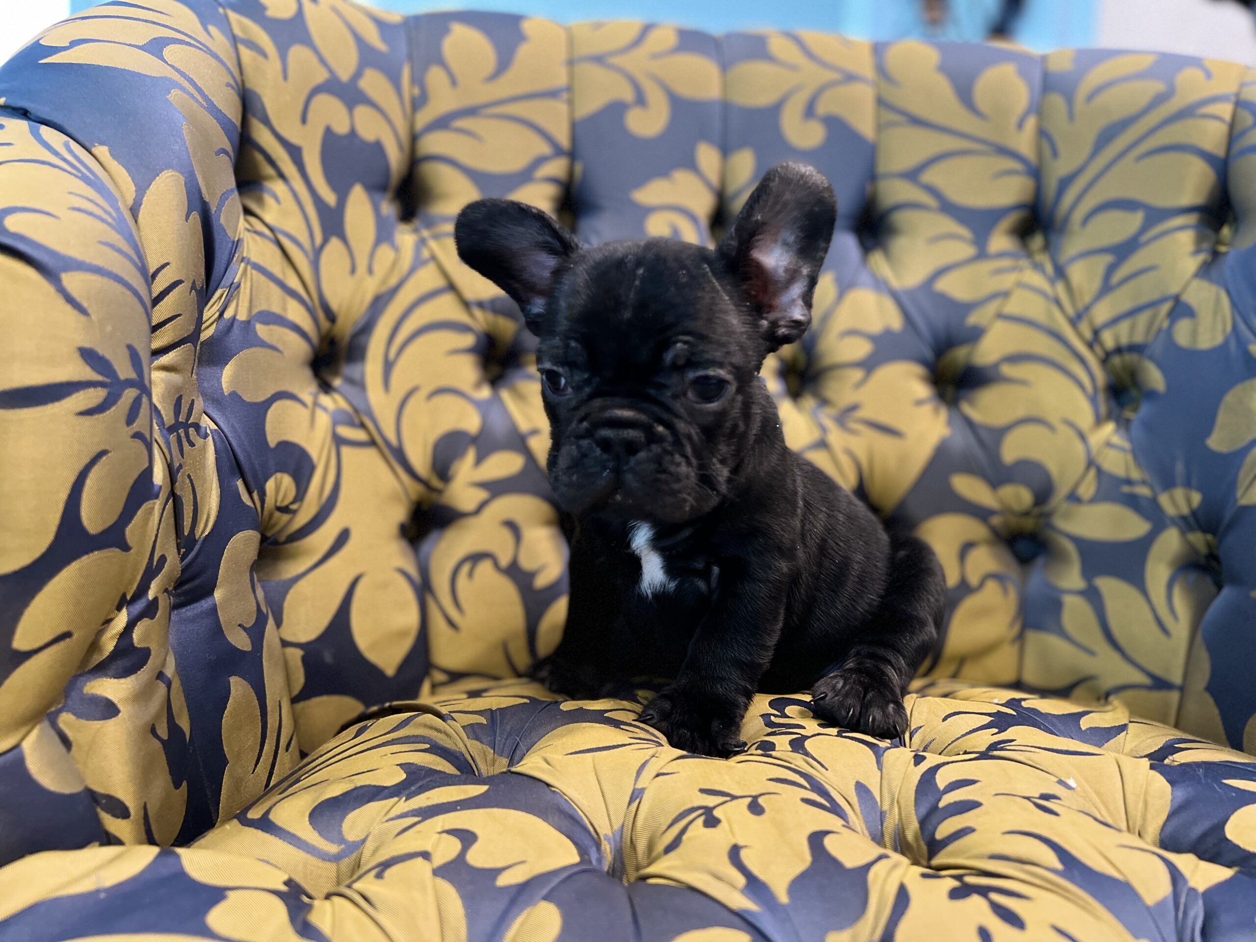 English bulldog standard female Preston