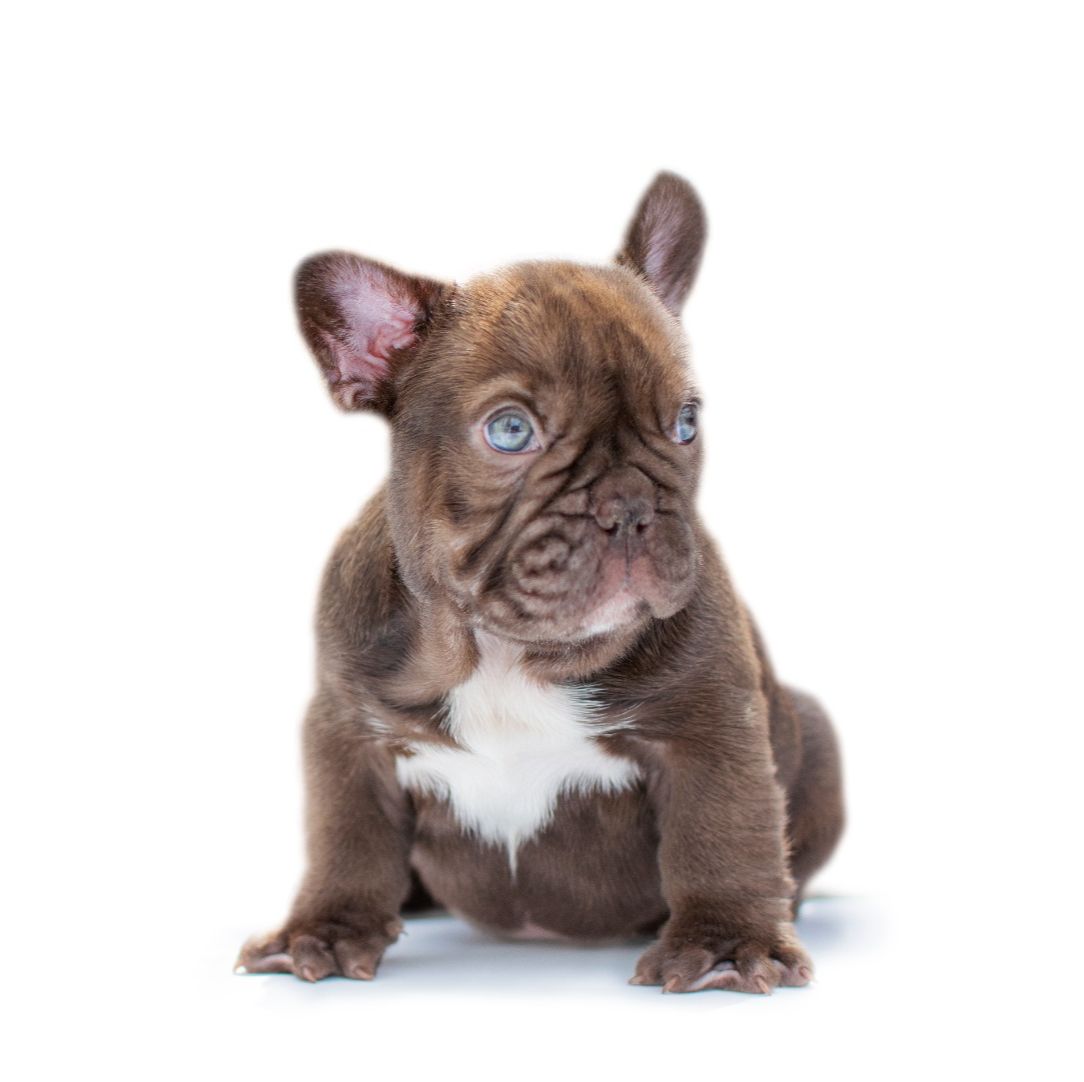 English bulldog Oxford