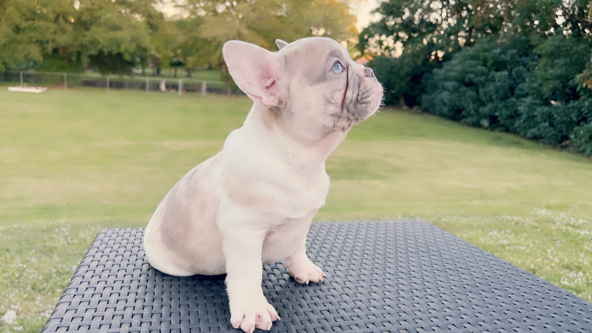 Beutiful Lilac Sable male Fluffy Carrier Toñito.