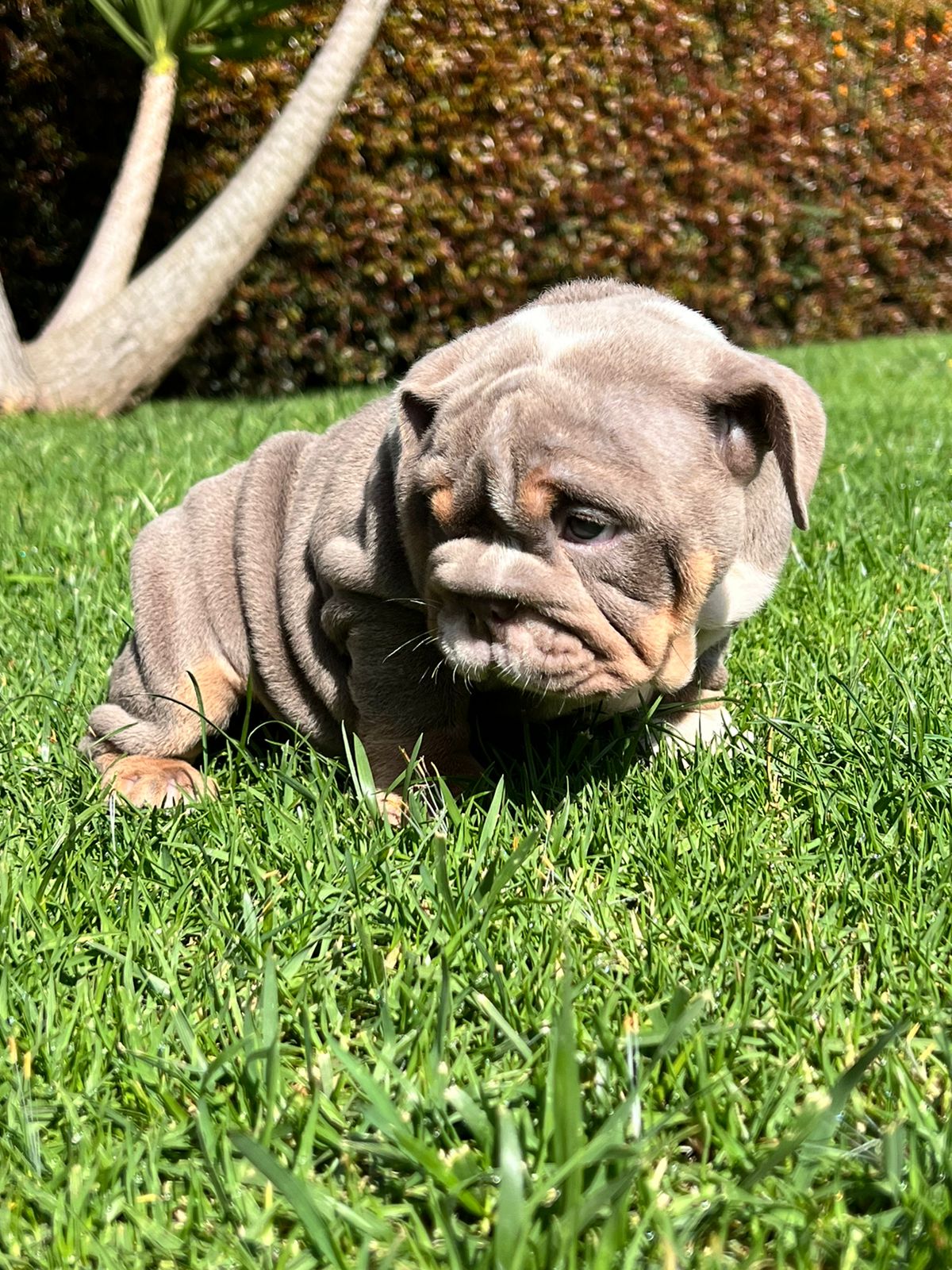 Beautiful Blue merle mini male master Bulldog Tito.