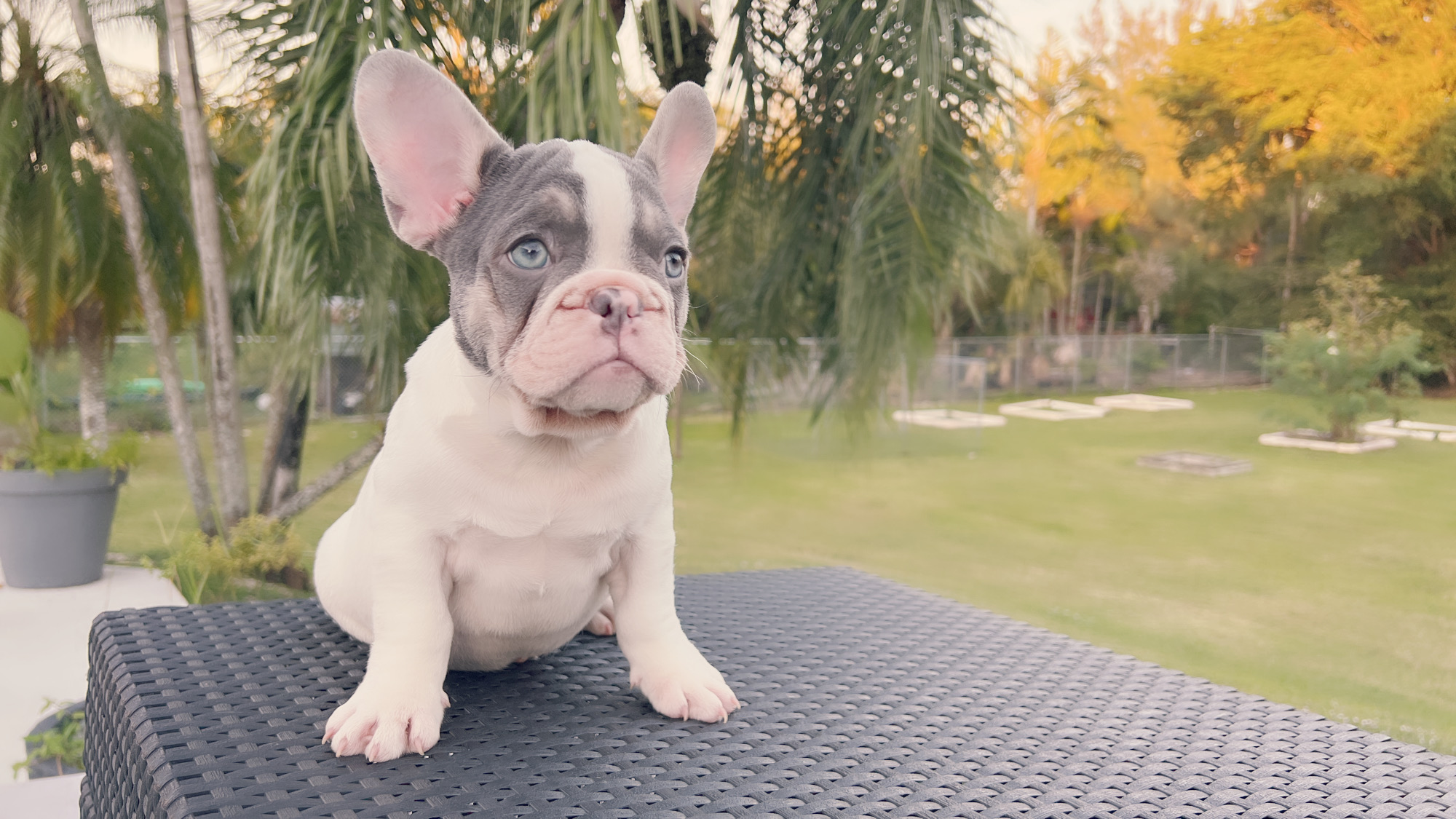 Beautiful Blue merle and tan Isabella carrier Male ,Antonio !! - 2