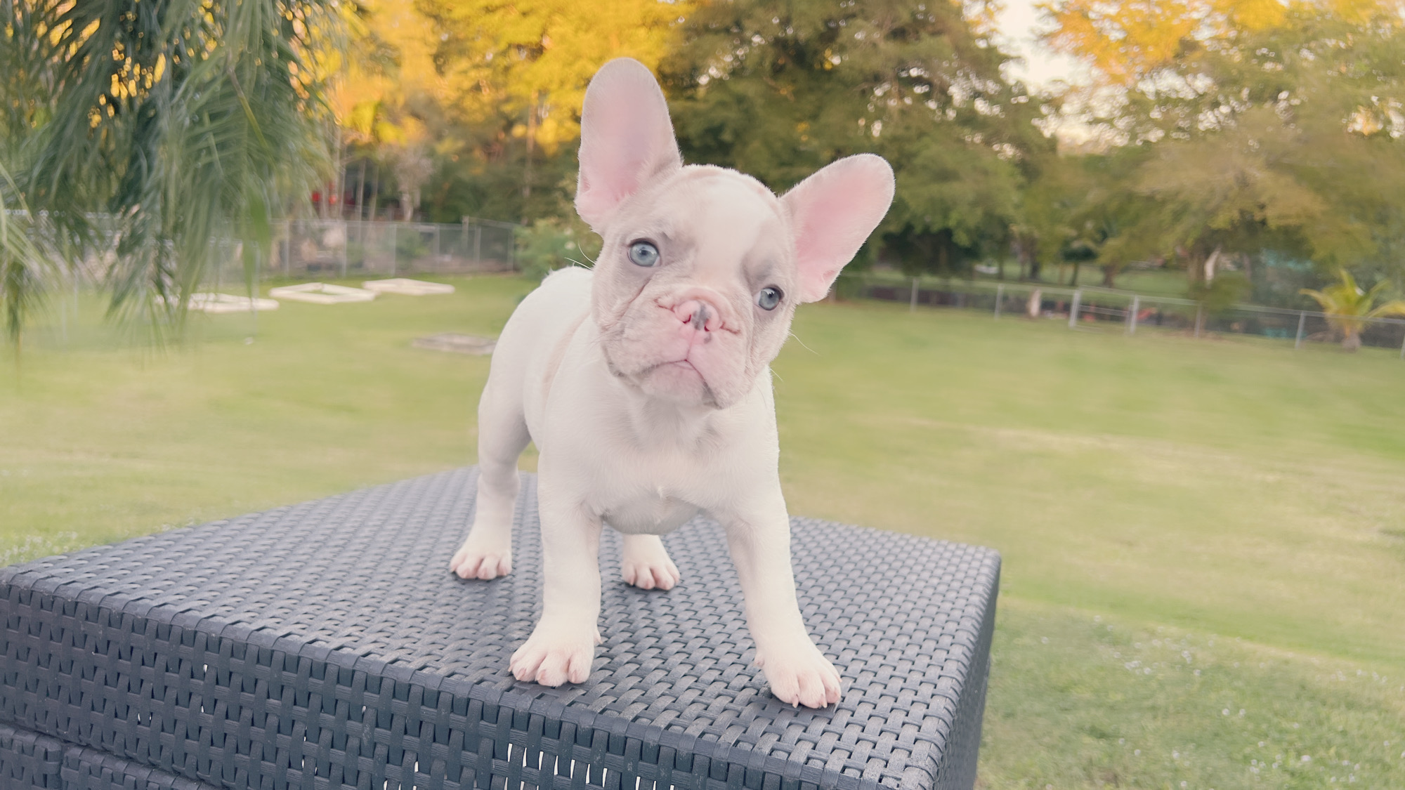 French Bulldog Blue and tan isabella carrier (check Her Dna), Linda - 5