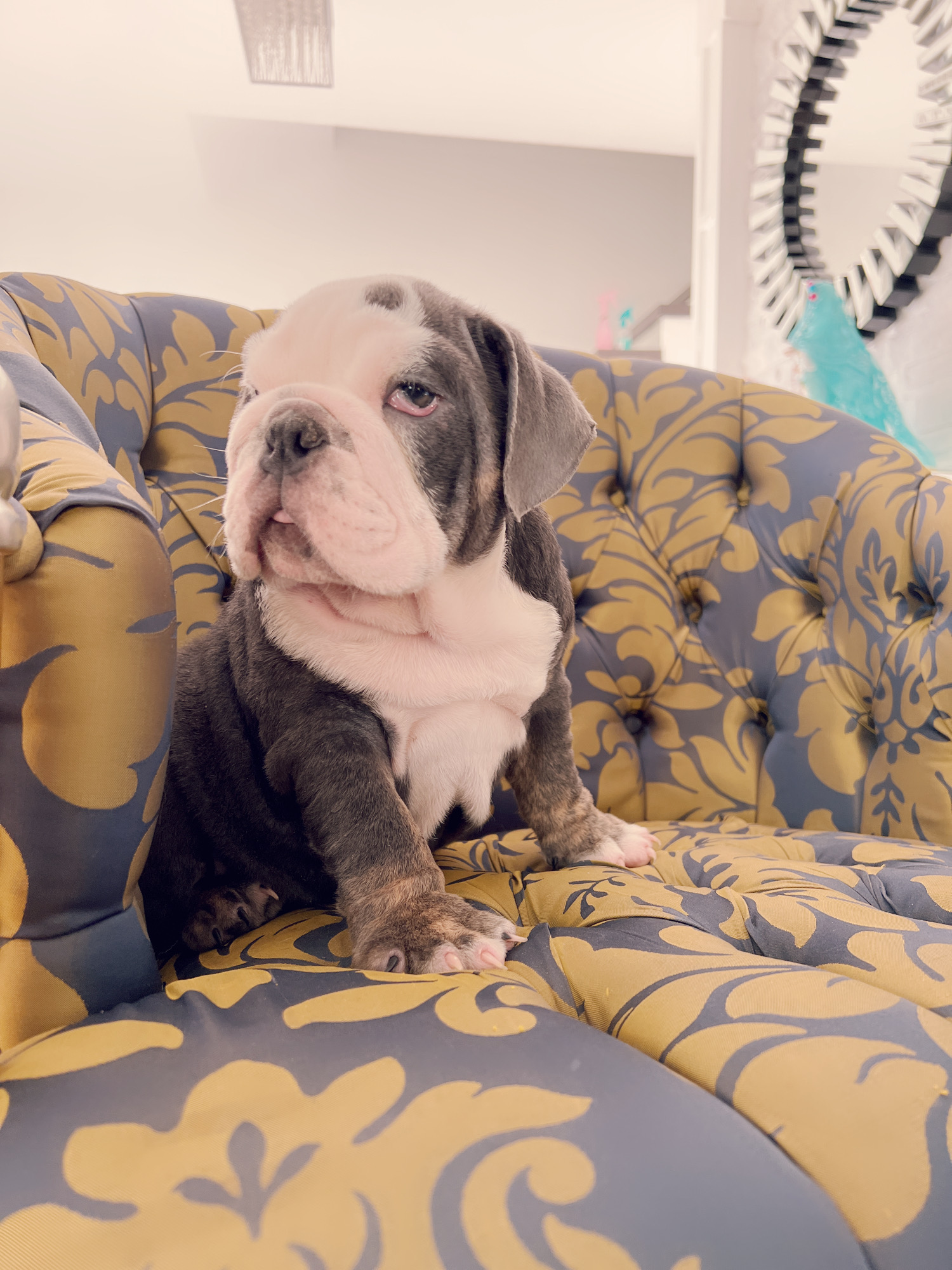 French bulldog lilac merle female ,Bianca - 8