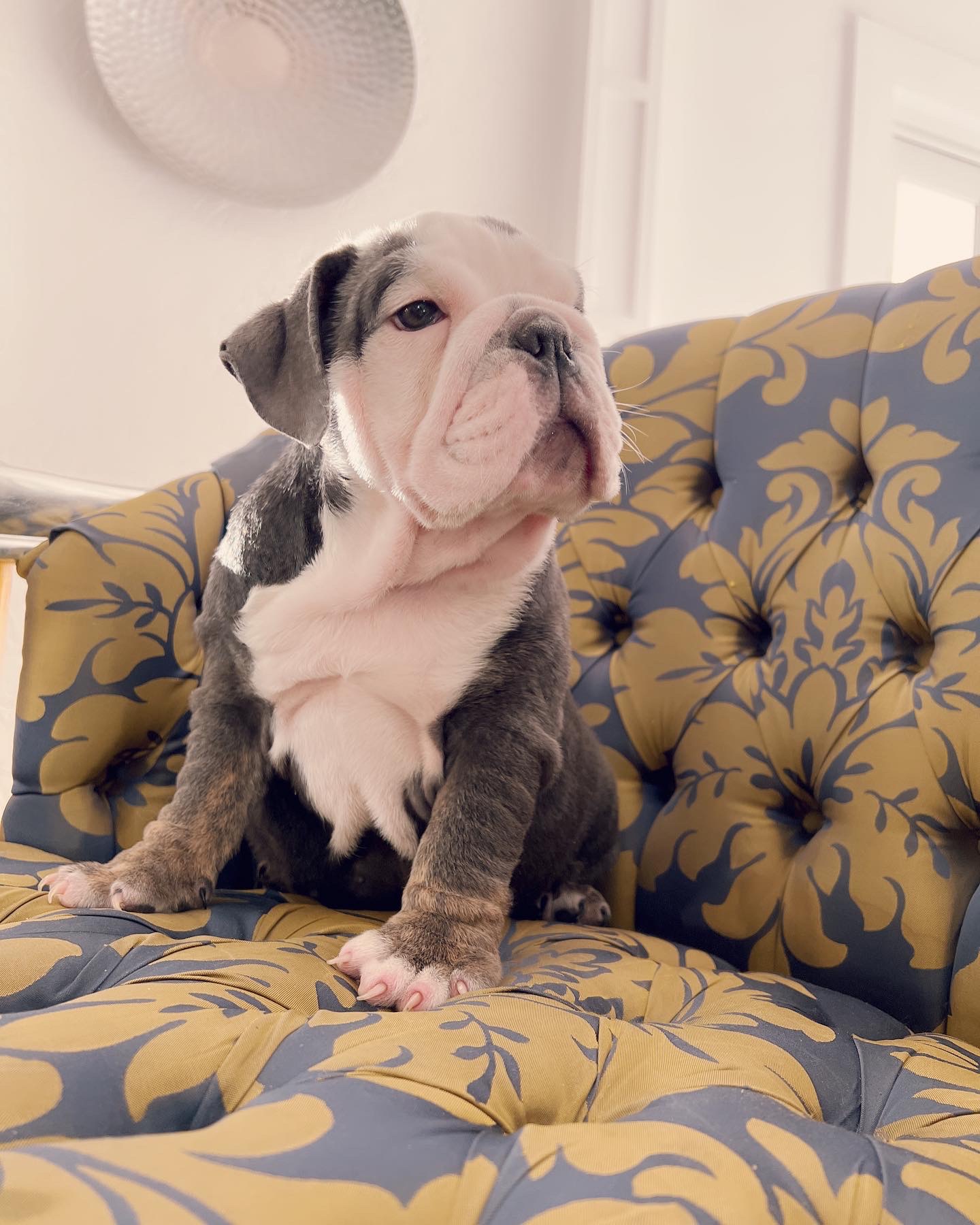 French bulldog lilac merle female ,Bianca - 4