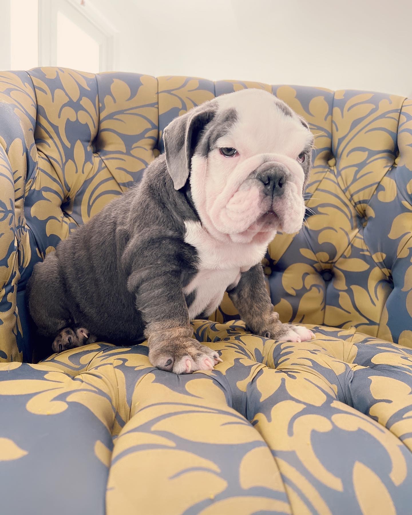 French bulldog lilac merle female ,Bianca - 10