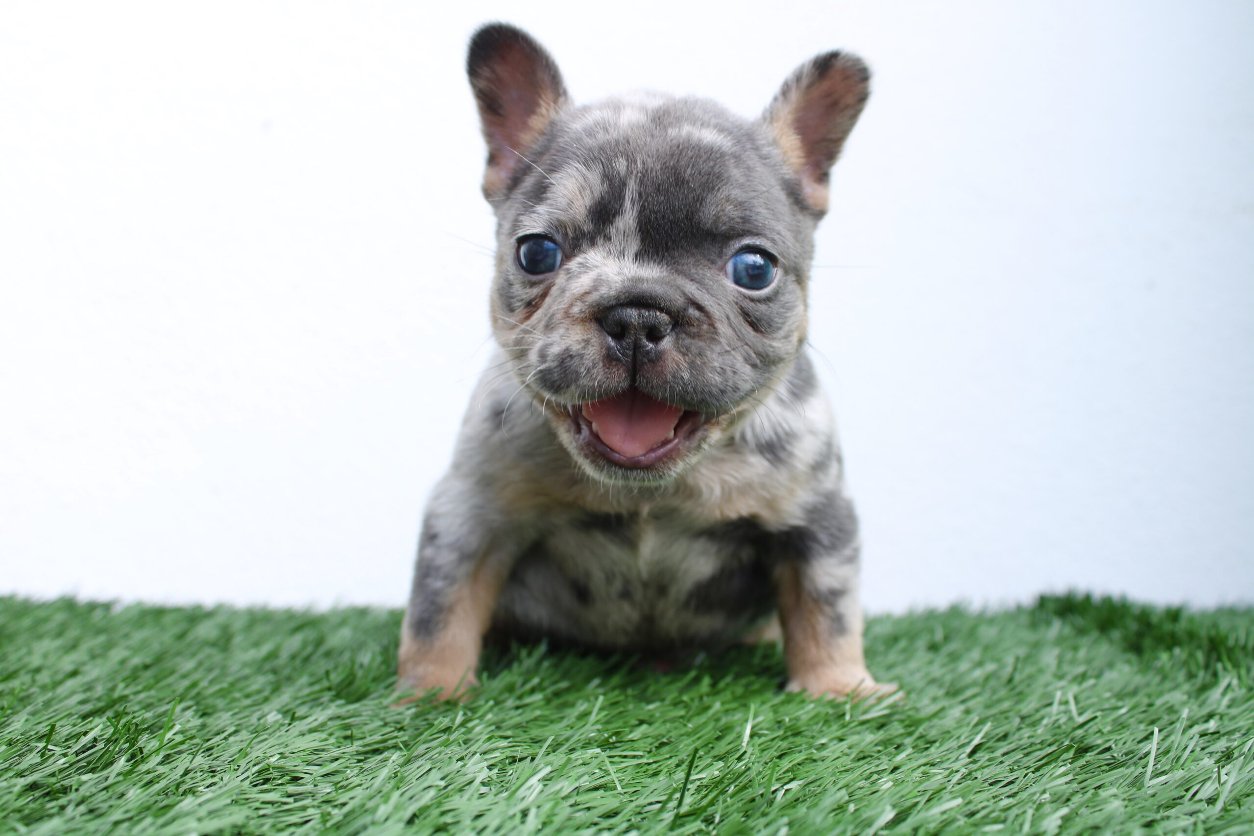 french Bulldog Lilac pied female Fluffy carrier Female Athenea. - 4
