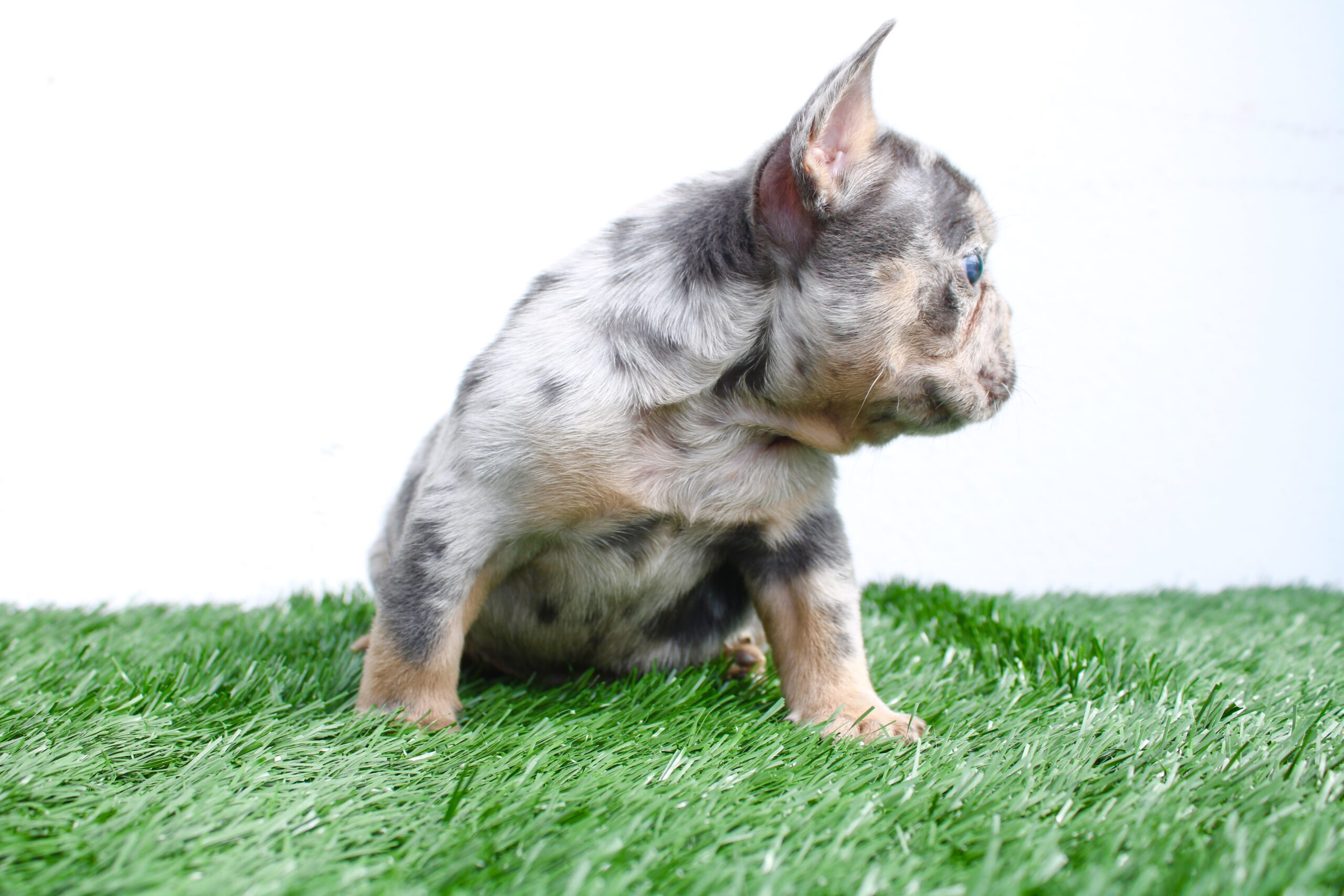 french Bulldog Lilac pied female Fluffy carrier Female Athenea. - 5