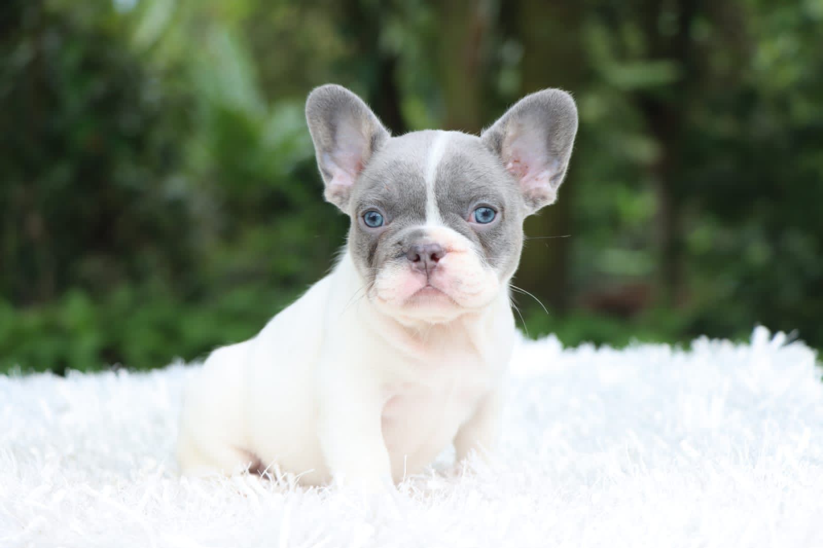 English bulldog lilac tree female ,Avatar