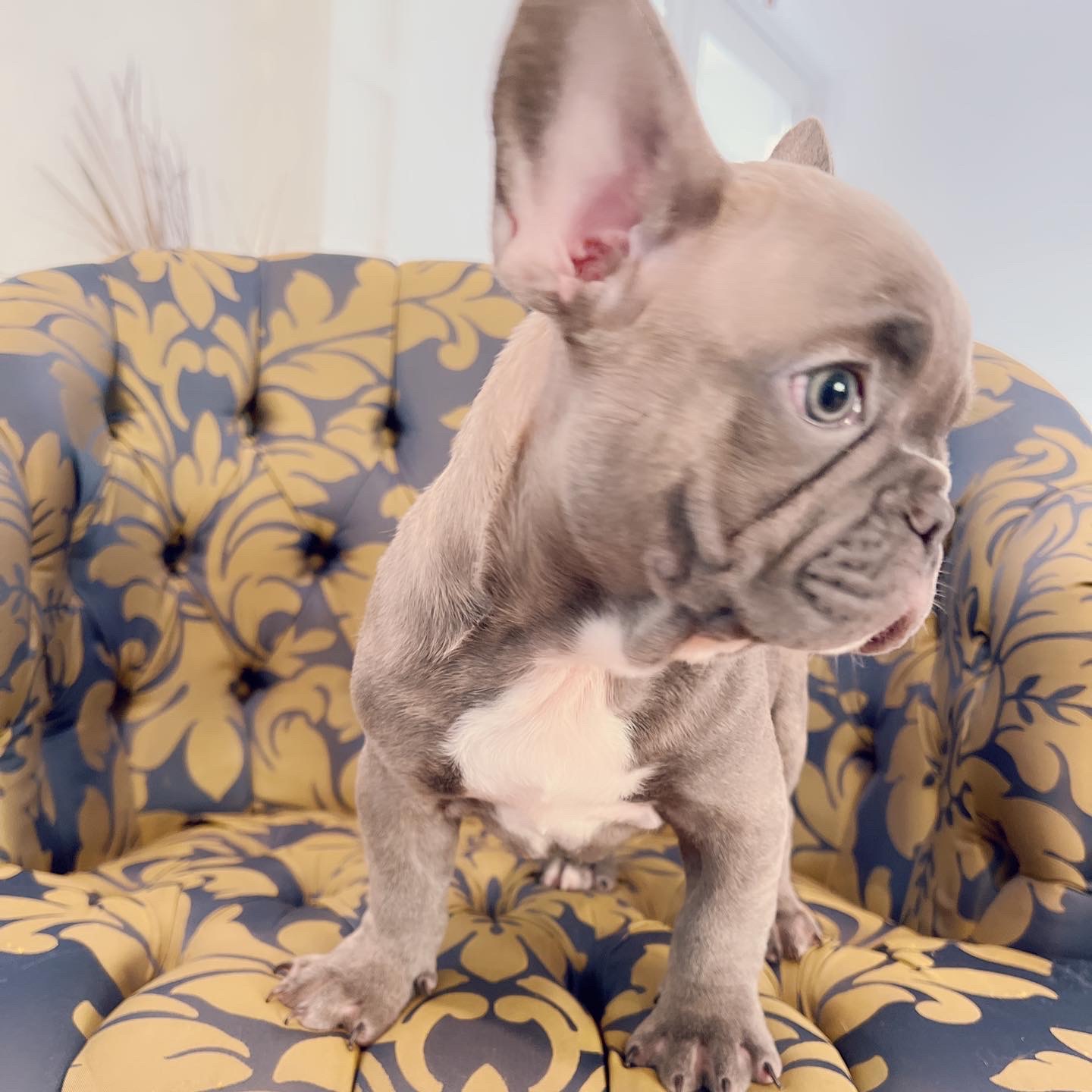 Blue frenchies isabella carriers (4 males ),Little Blue Brothers - 3