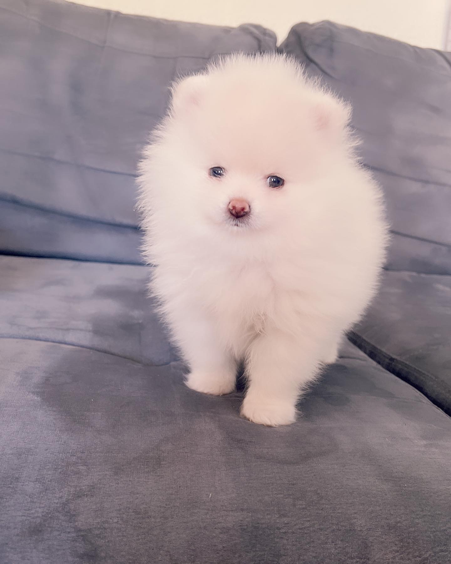 English Bulldog blue tree Escobar JR - 4