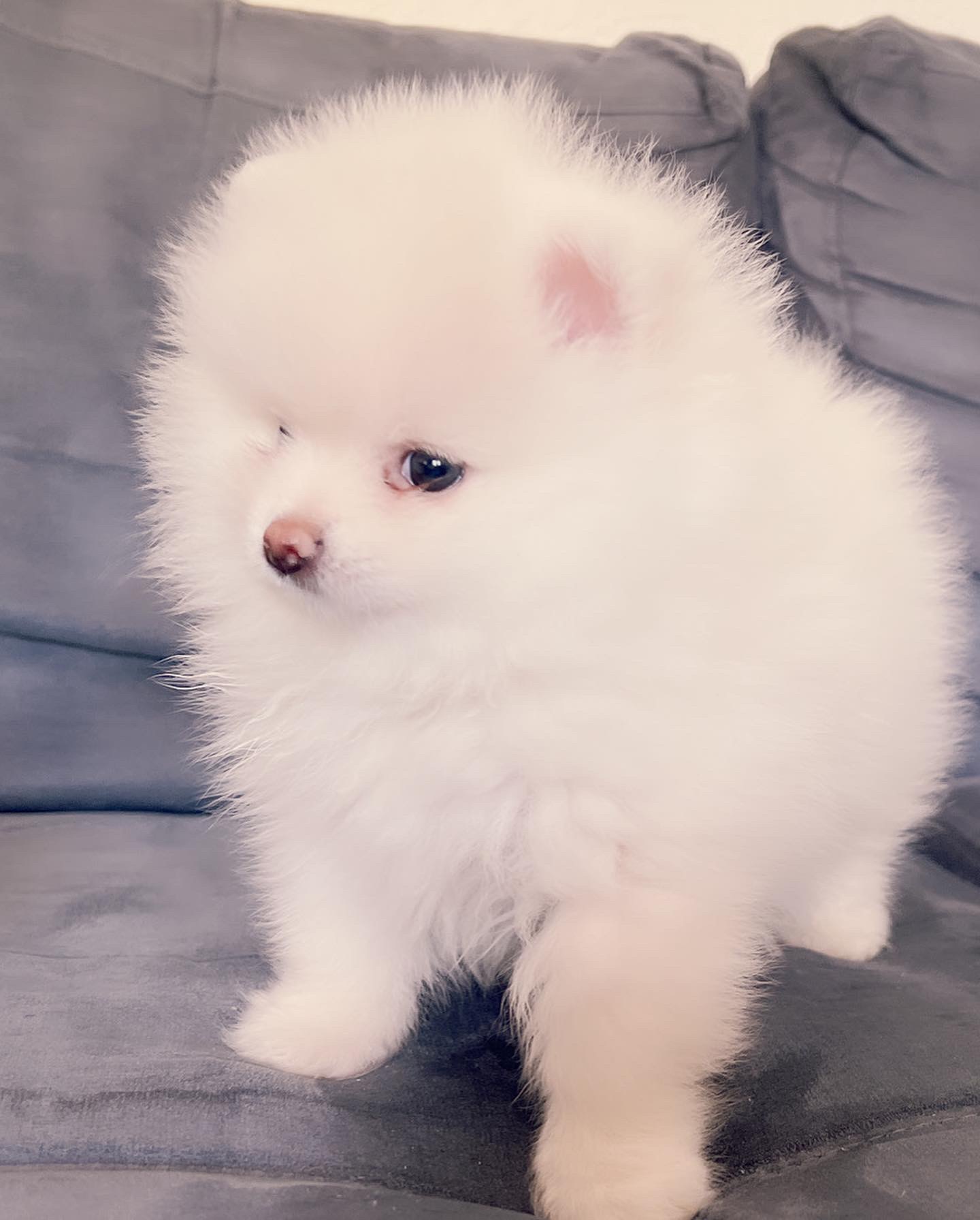 English Bulldog blue tree Escobar JR