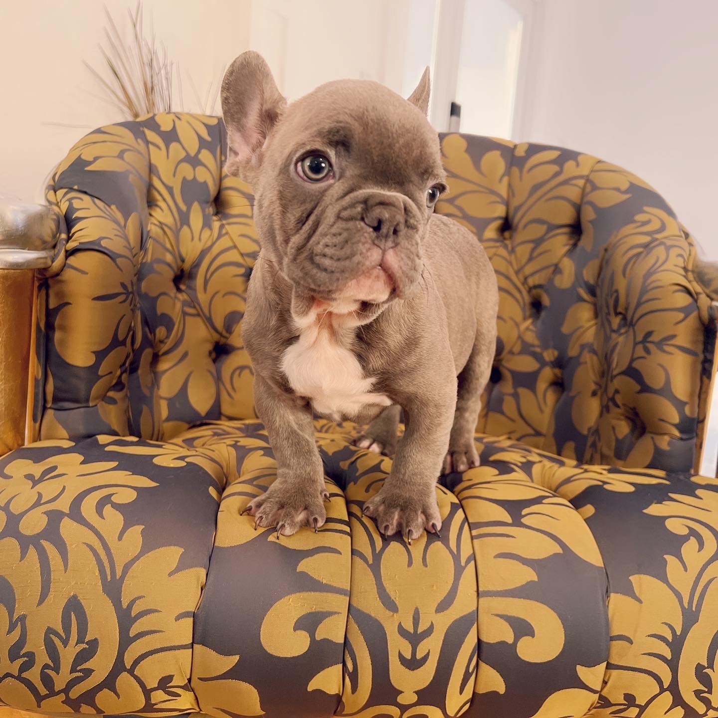 Blue frenchies isabella carriers (4 males ),Little Blue Brothers - 5