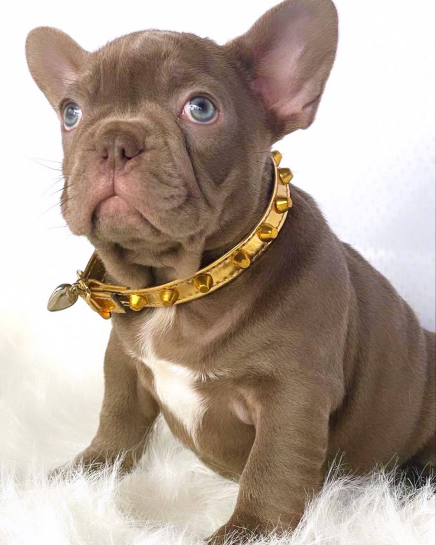 French Bulldog blue Isabella Carrie (male),Kilo - 3