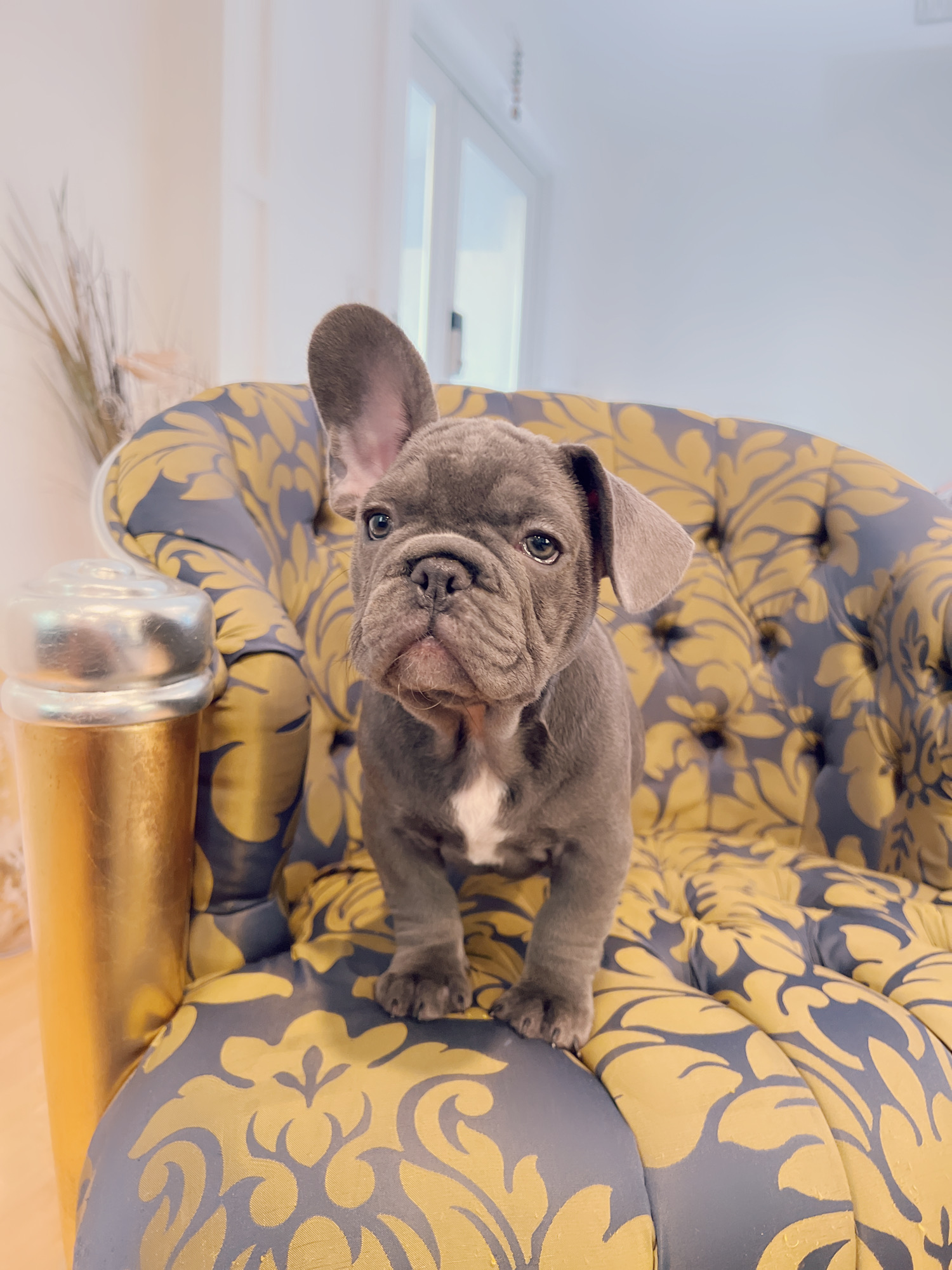 Blue frenchies isabella carriers (4 males ),Little Blue Brothers