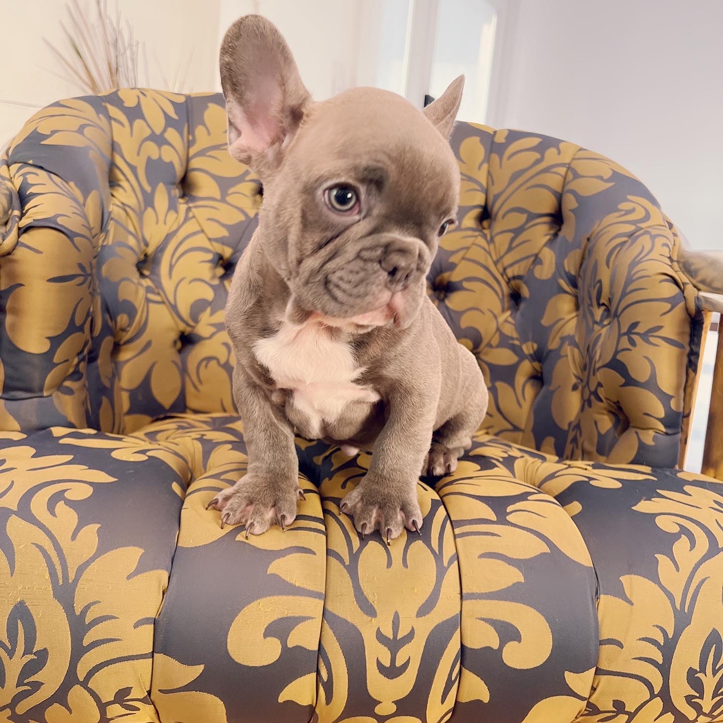 Blue frenchies isabella carriers (4 males ),Little Blue Brothers - 4