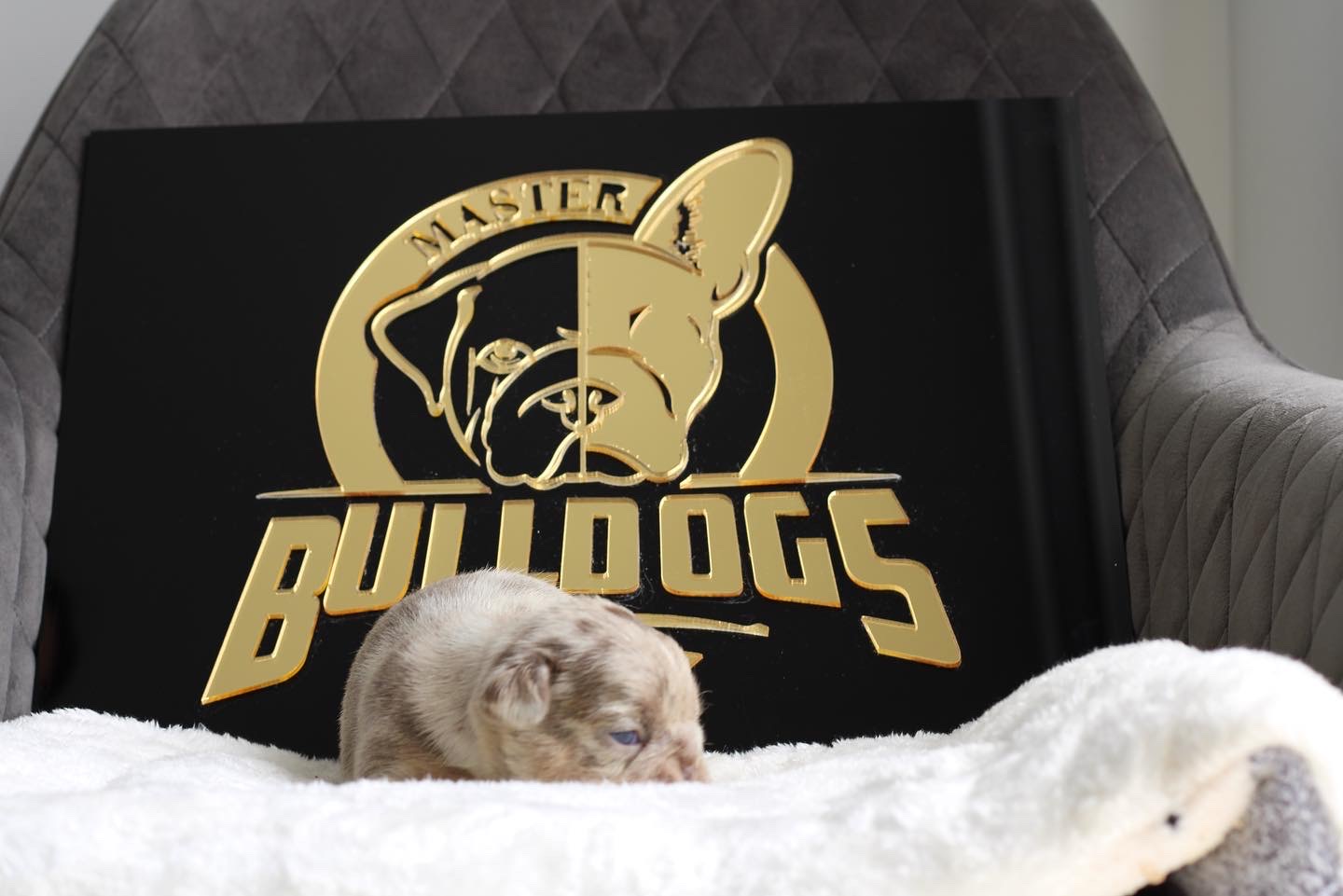 French bulldog blue male Mathew - 4