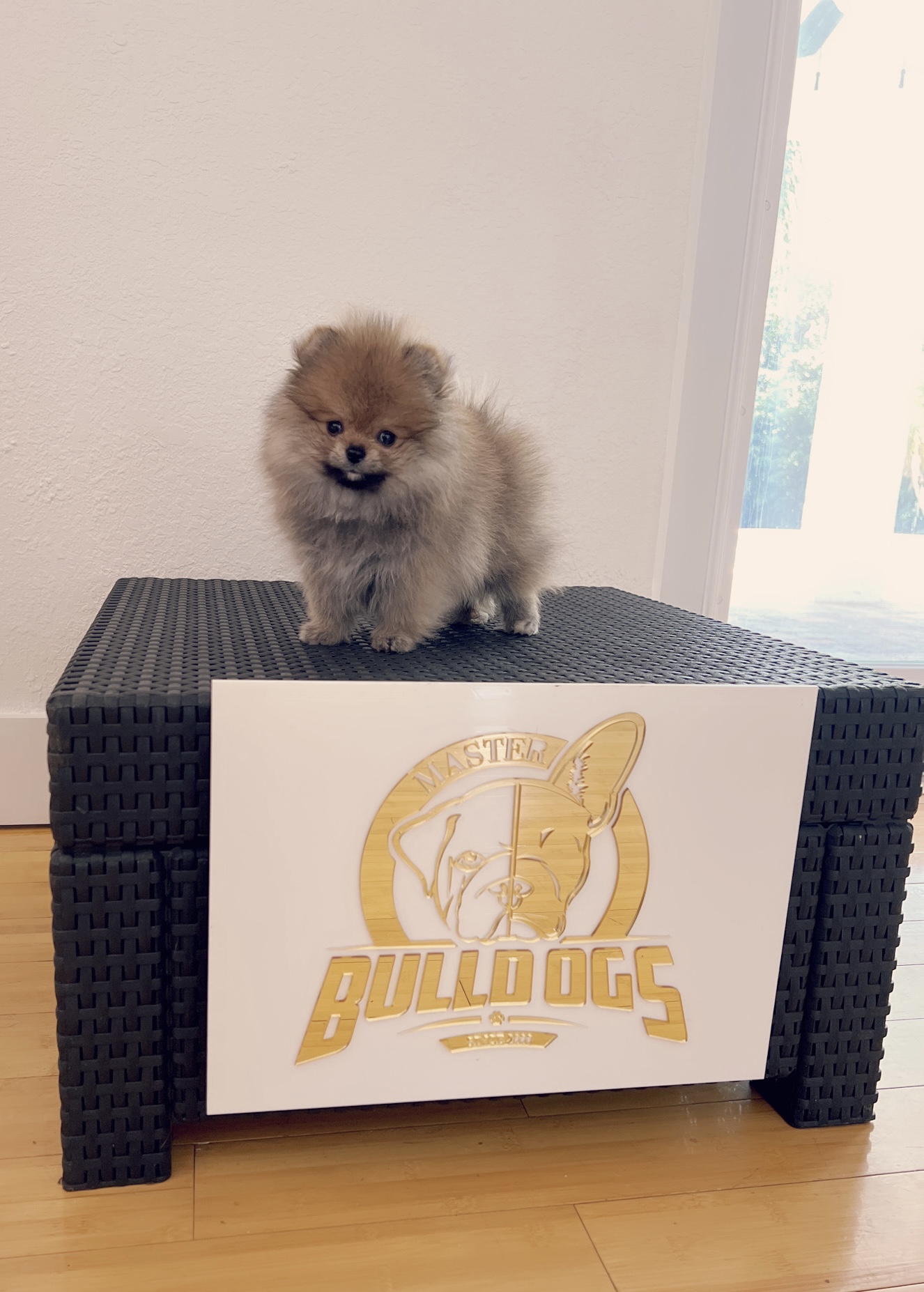 French bulldog black male, master bulldogs Asprilla - 7