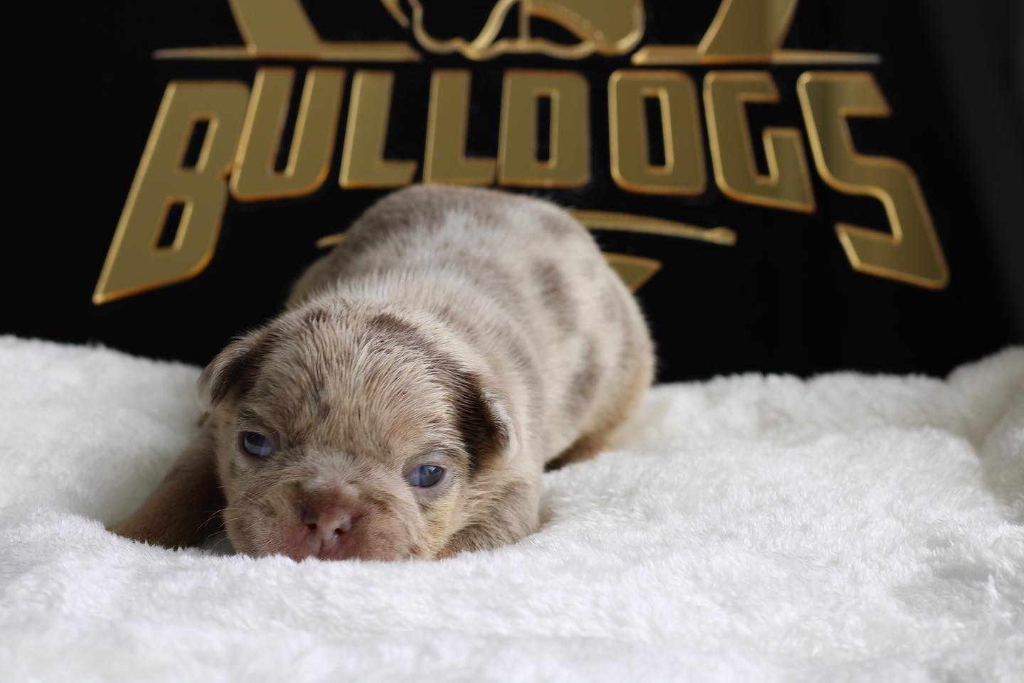 French bulldog blue male Mathew - 5