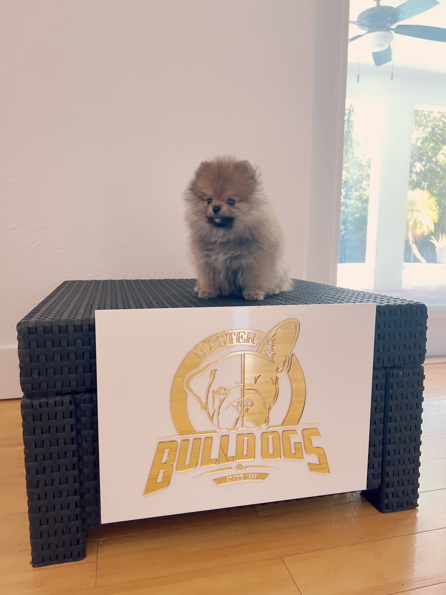 French bulldog black male, master bulldogs Asprilla - 4