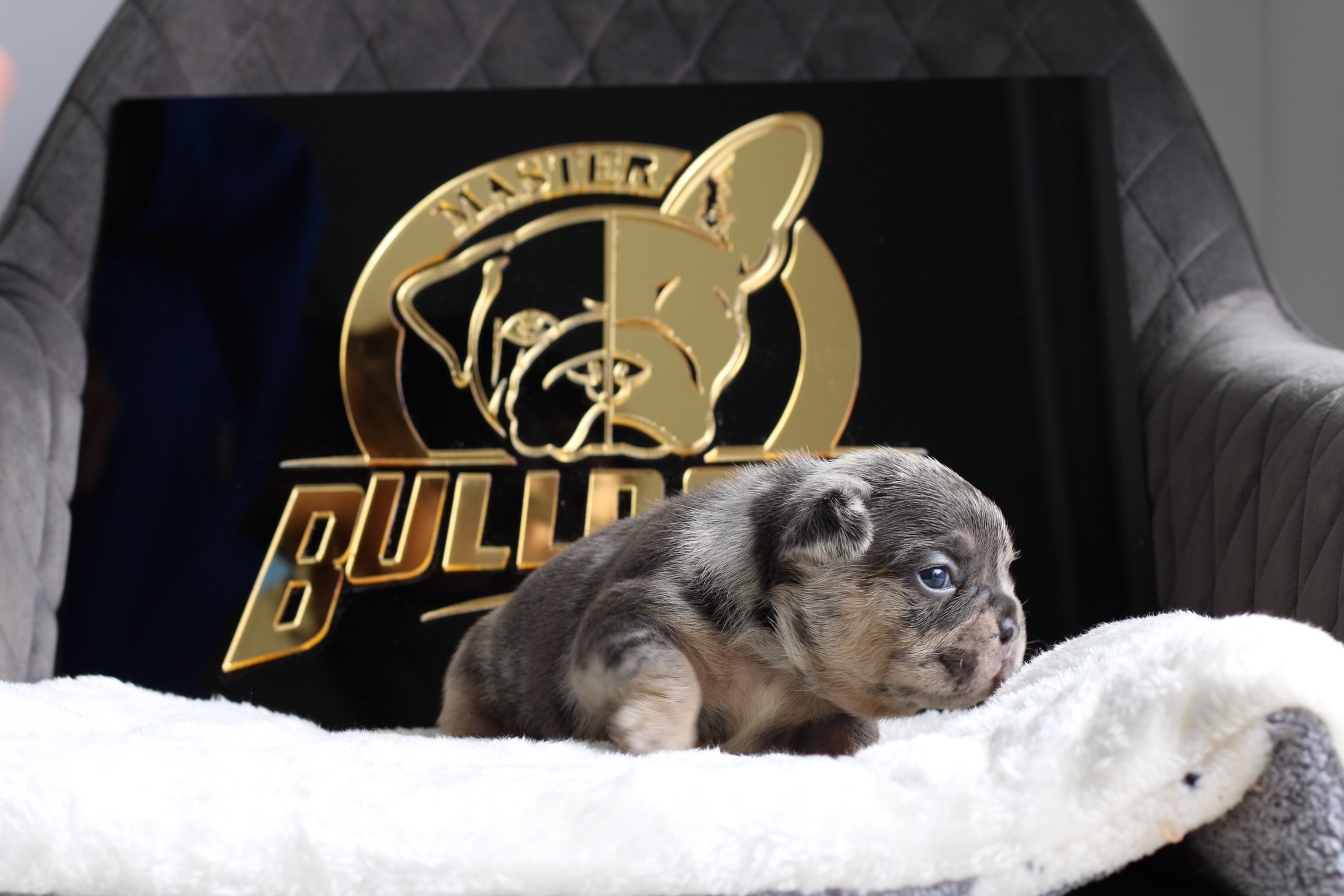 French bulldog blue sable female Isa - 6