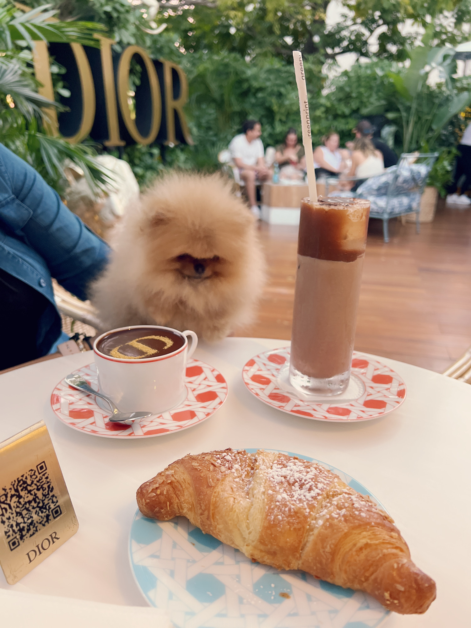 French bulldog blue Isabella carrier (Female), valentines - 9