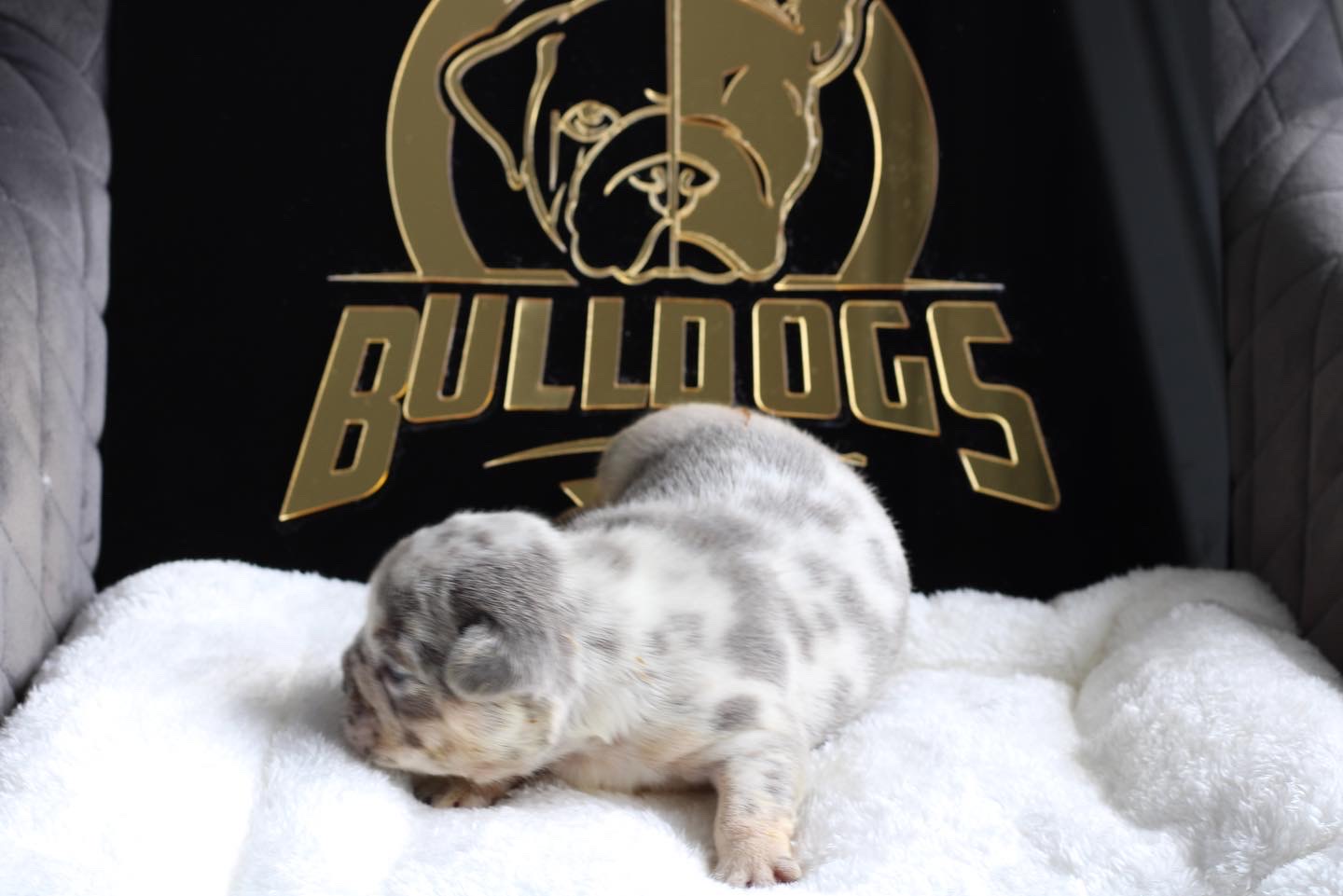 Pomeranian teacup teddy bear face male master pomeranian Dior - 4