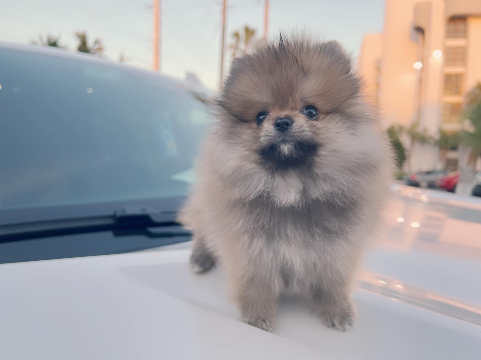 French bulldog black male, master bulldogs Asprilla - 11