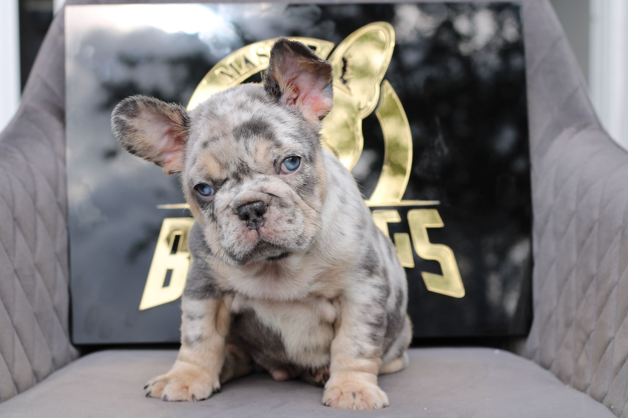 Pomeranian teacup teddy bear face male master pomeranian Dior - 2