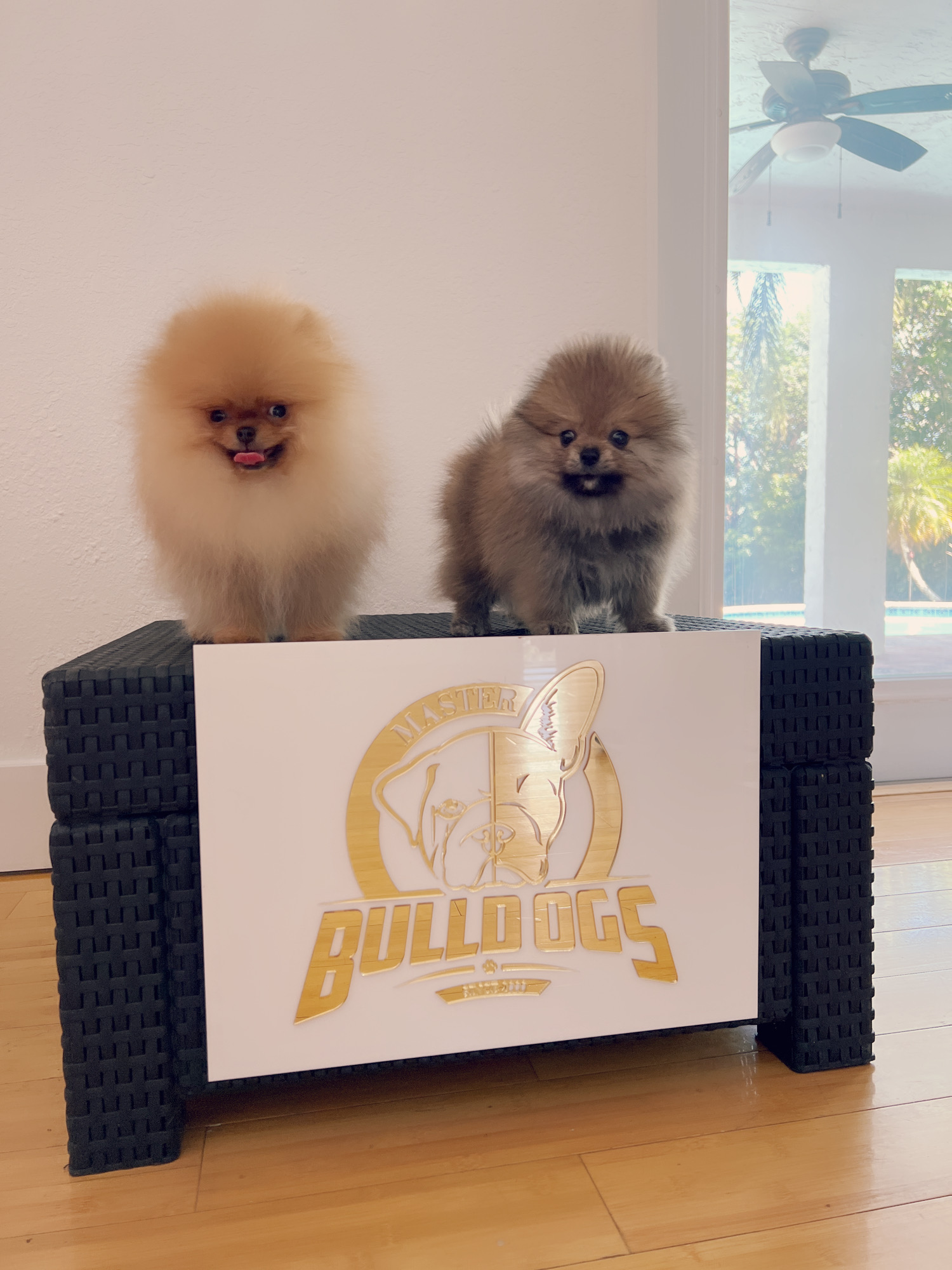 French bulldog black male, master bulldogs Asprilla