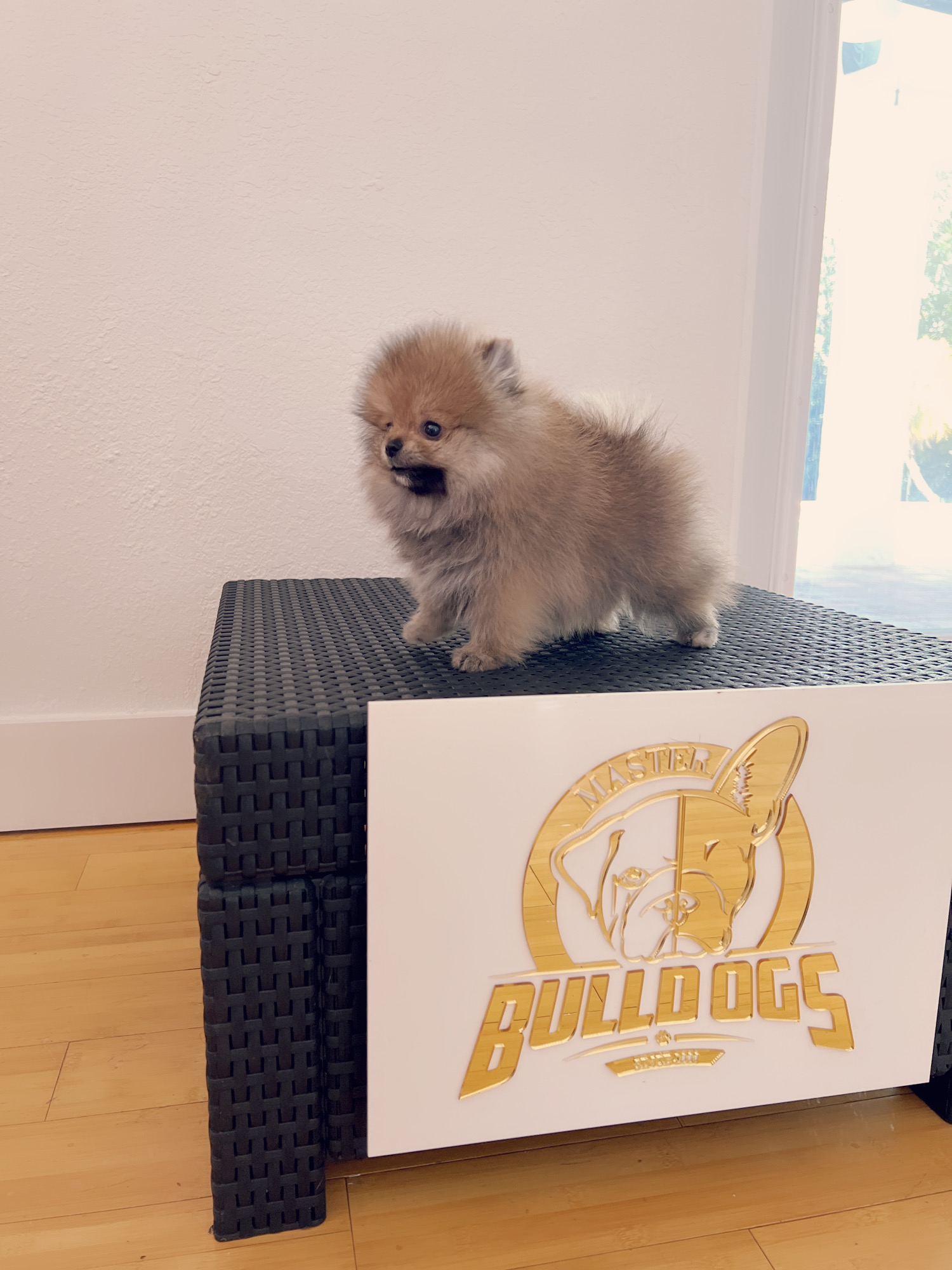 French bulldog black male, master bulldogs Asprilla - 10