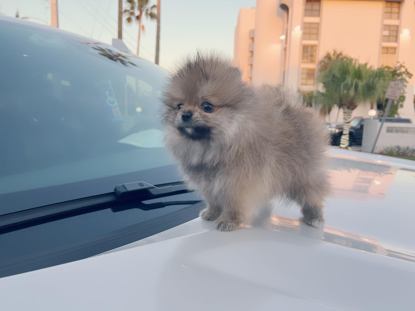 French bulldog black male, master bulldogs Asprilla - 14