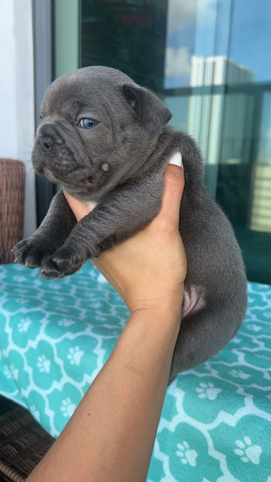 French Bulldog isabella male master bulldogs Chupeta