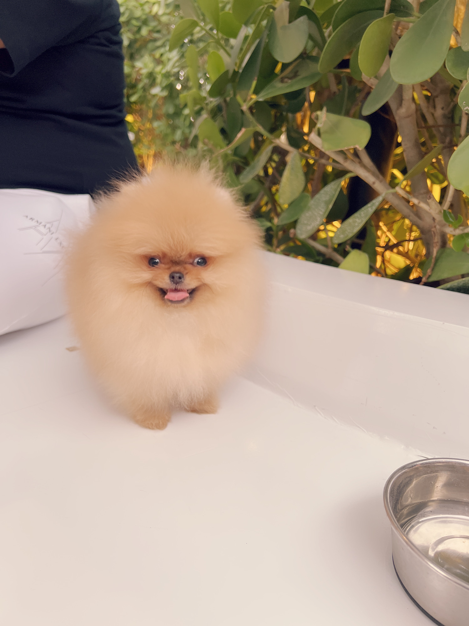 French bulldog blue Isabella carrier (Female), valentines - 6