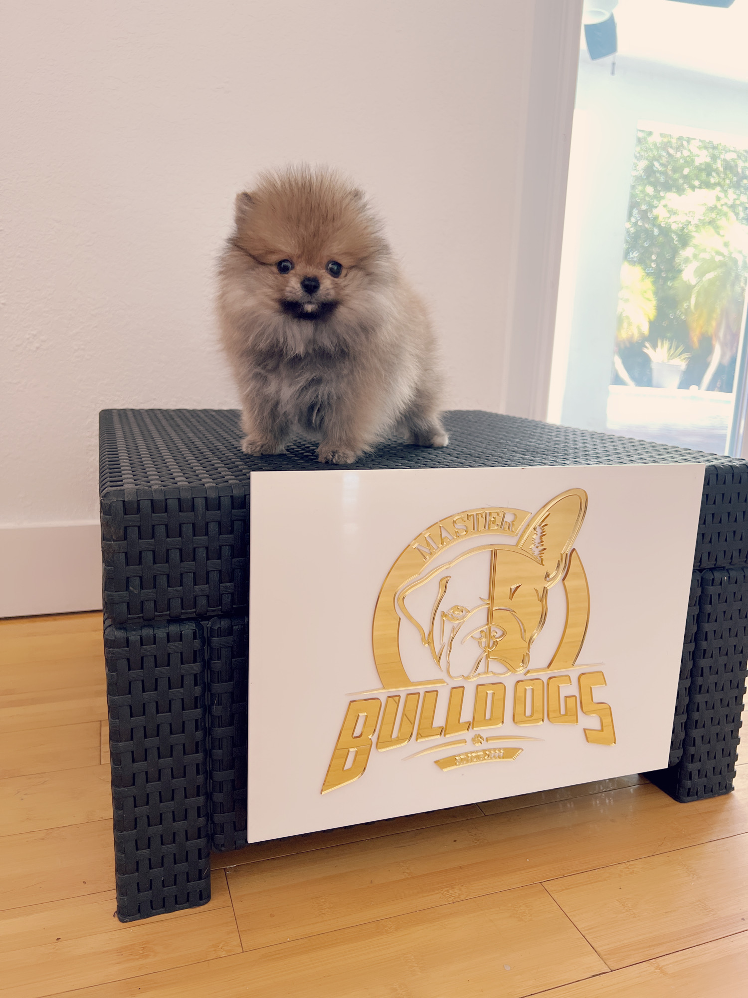 French bulldog black male, master bulldogs Asprilla - 6