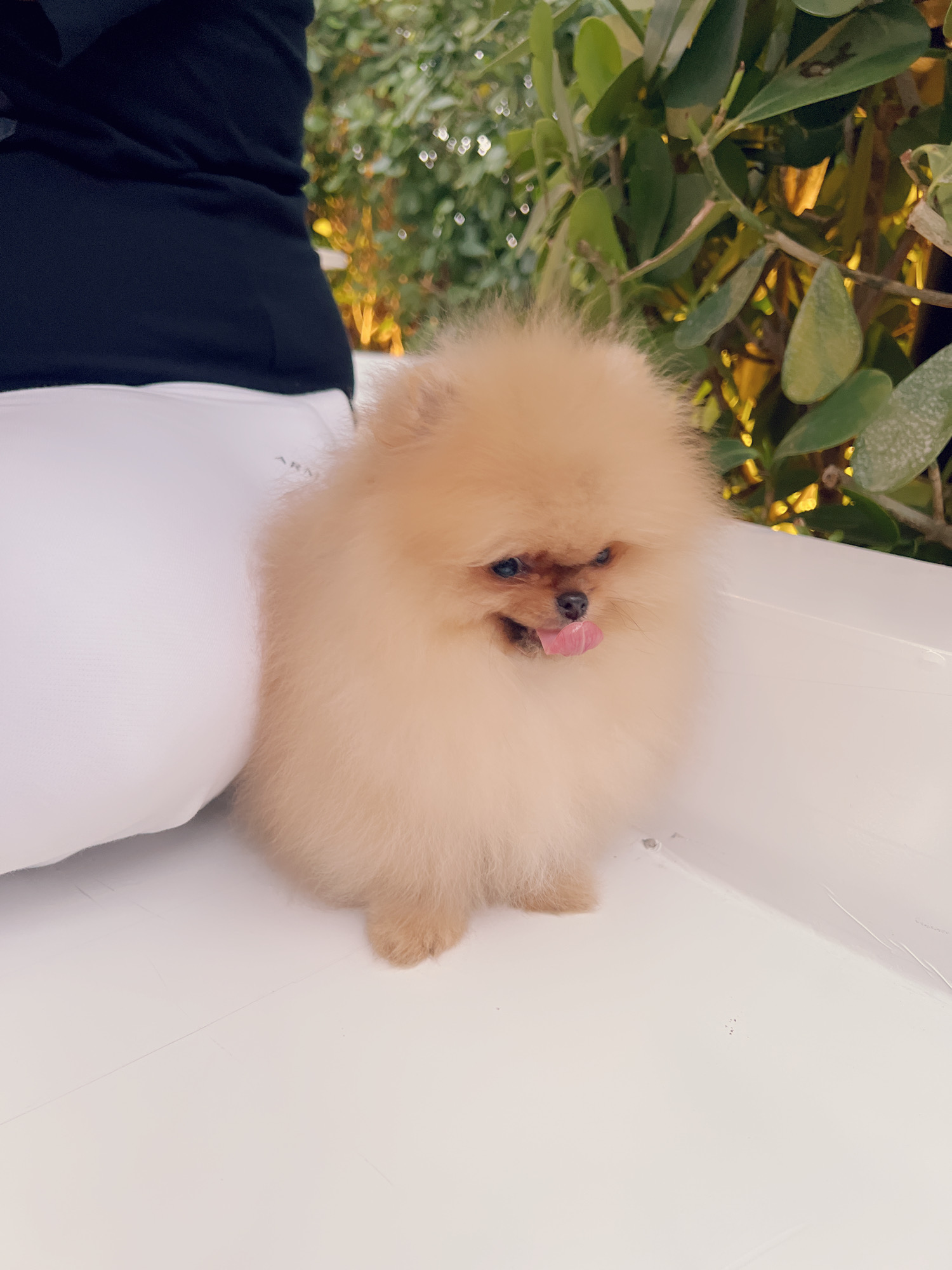 French bulldog blue Isabella carrier (Female), valentines - 4