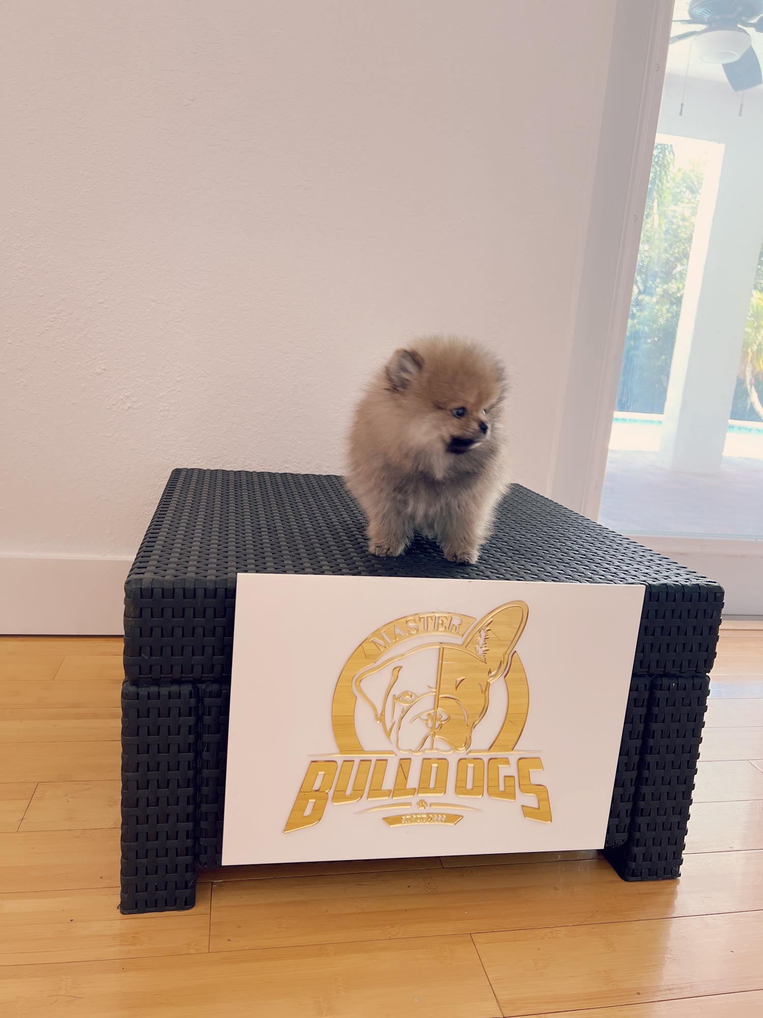 French bulldog black male, master bulldogs Asprilla - 8