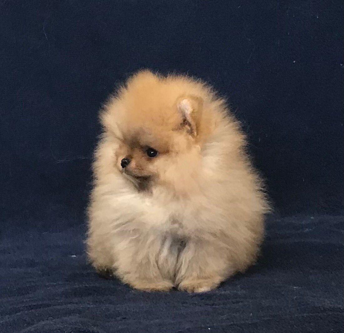 French bulldog blue Isabella carrier (Female), valentines - 2