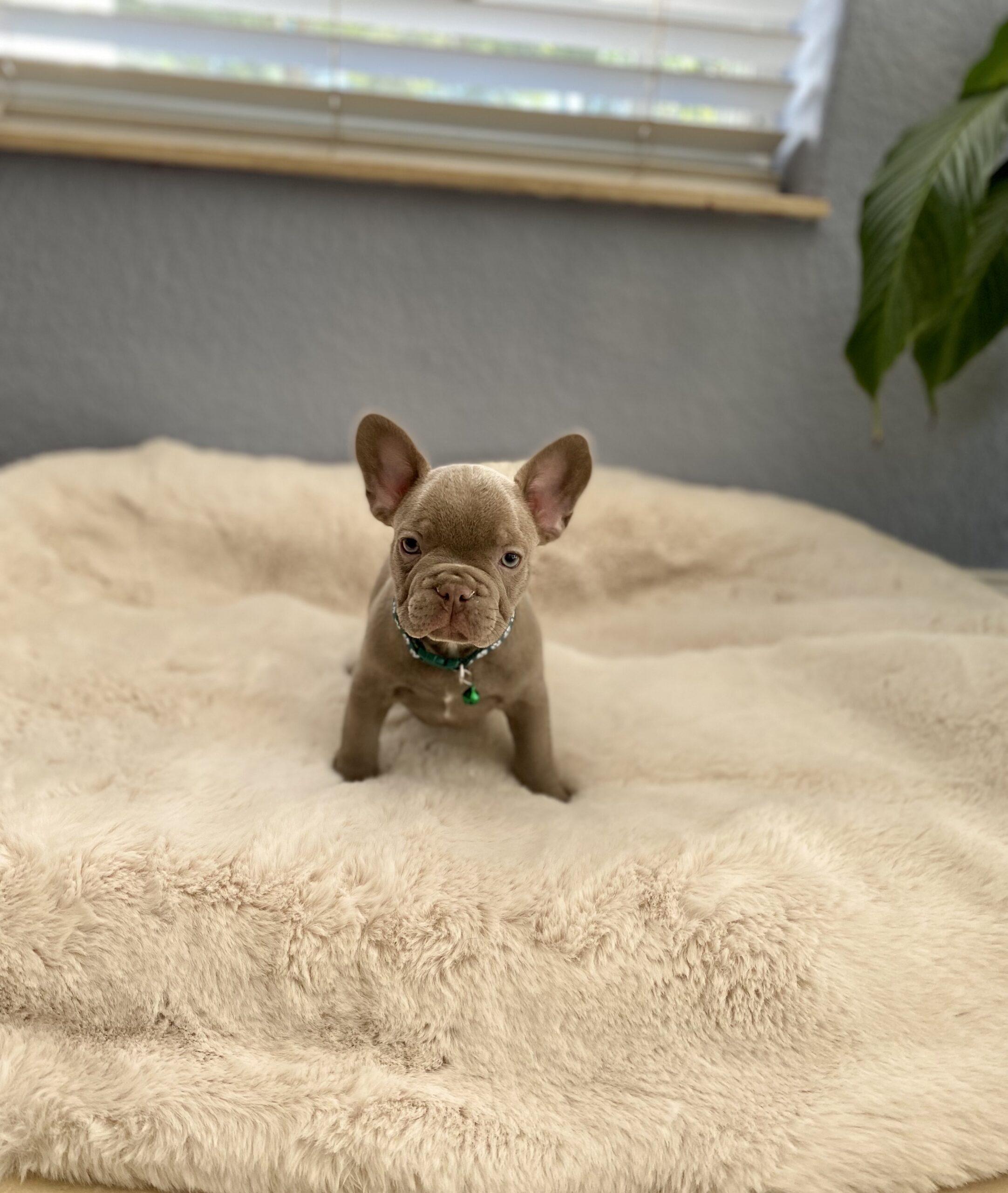 French bulldog Blue Isabella Carrier(Male) ,Mateo