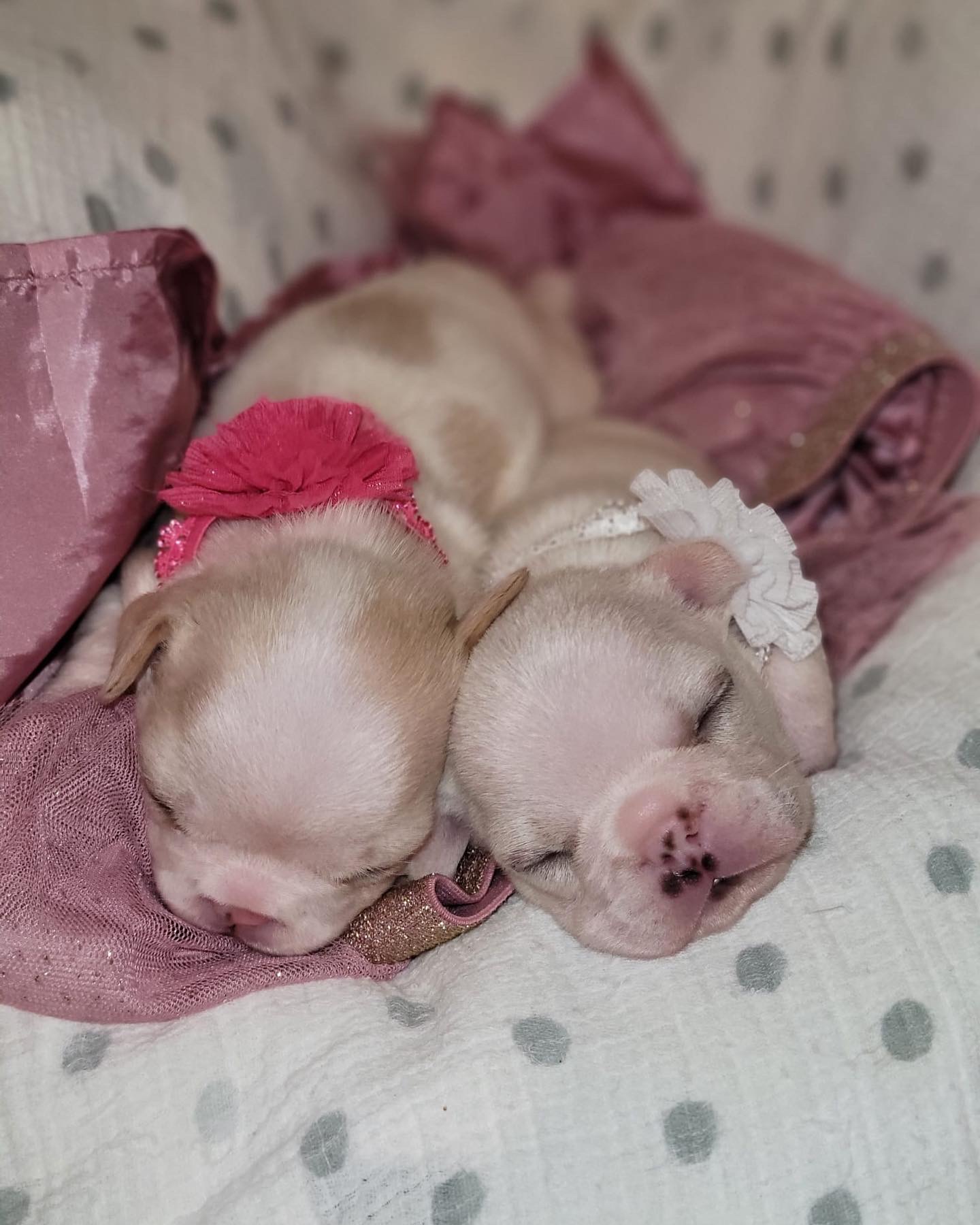 English Bulldog Black tree and tan female, Candy