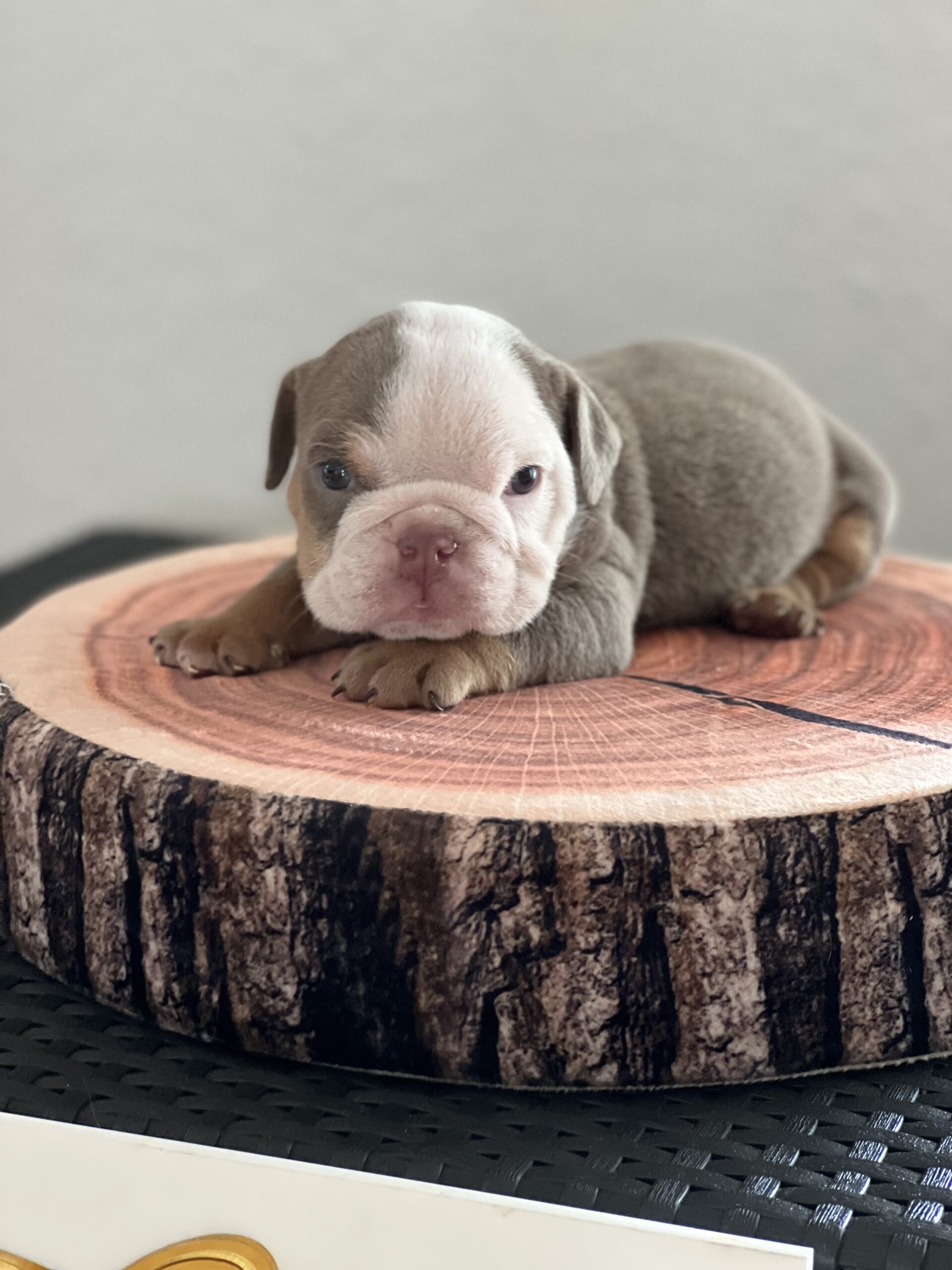 French bulldog brindle male Mr Black - 5