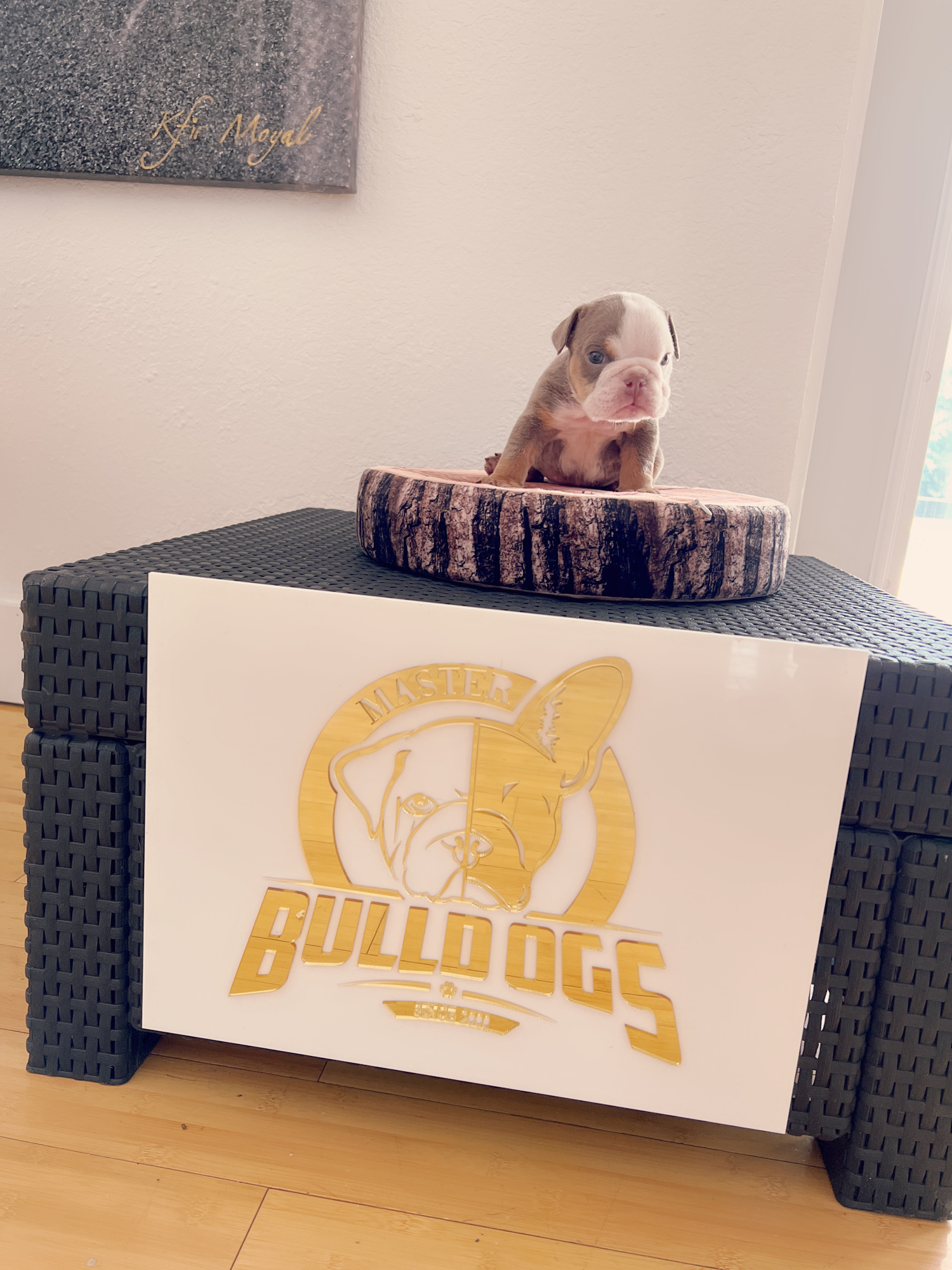 French bulldog brindle male Mr Black - 2