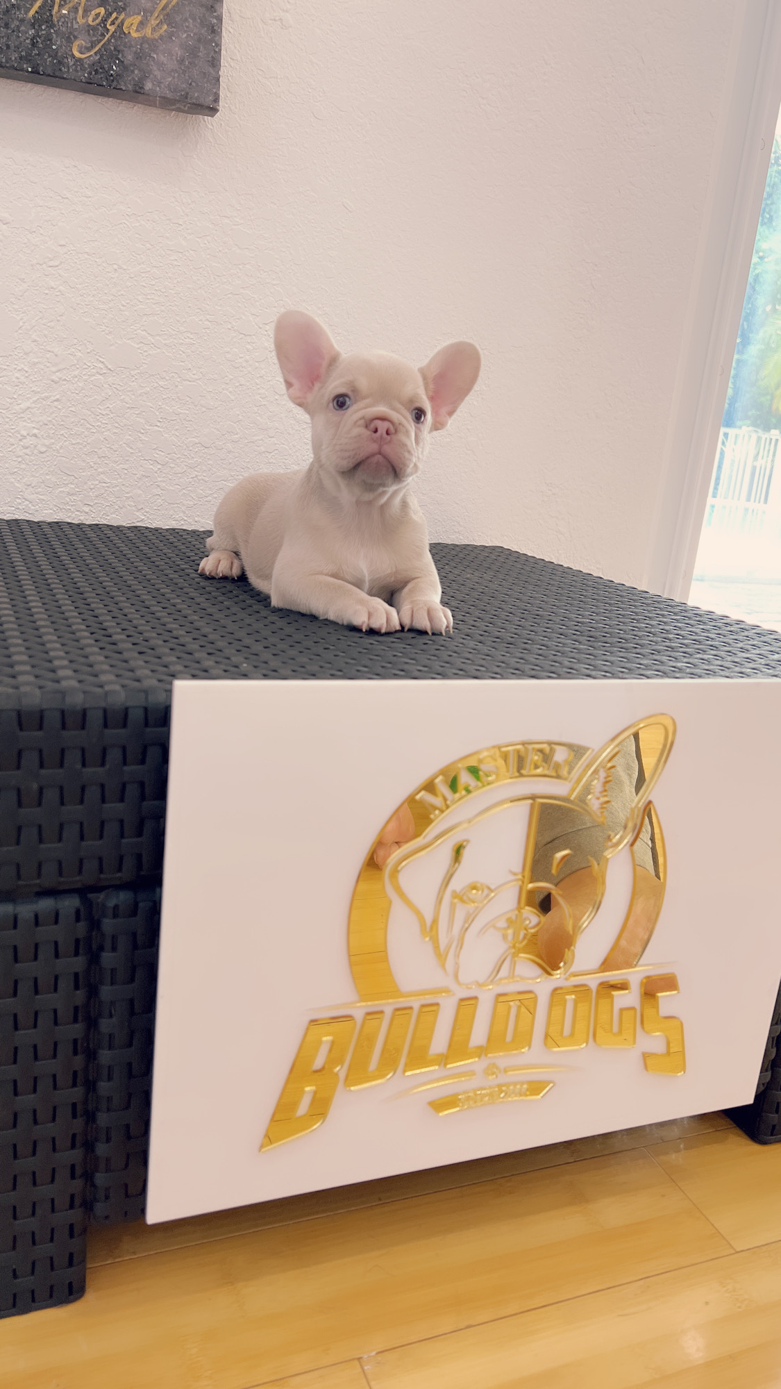 French bulldog Lilac merle isabella carrier female princess - 5