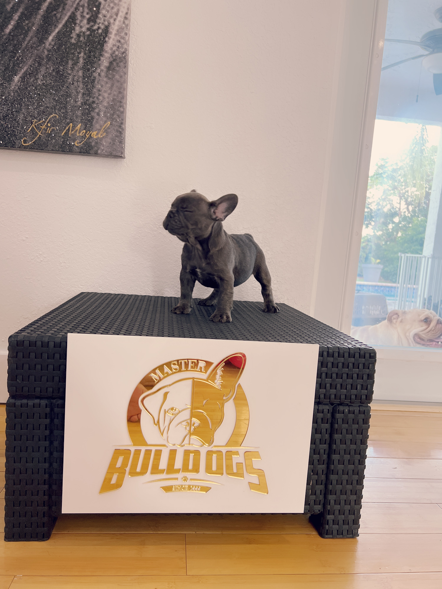 French bulldog lilac and tan Isabella carrier (female), paris - 3