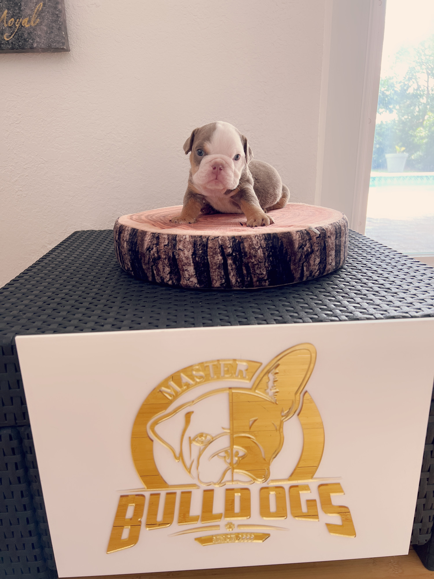 French bulldog brindle male Mr Black - 9