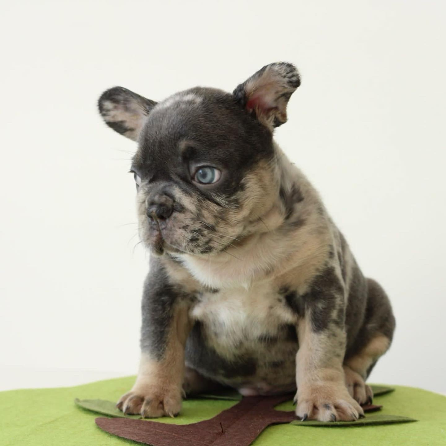 Isabella new shade Male . AtAy bb coco dd Em M, Roberto