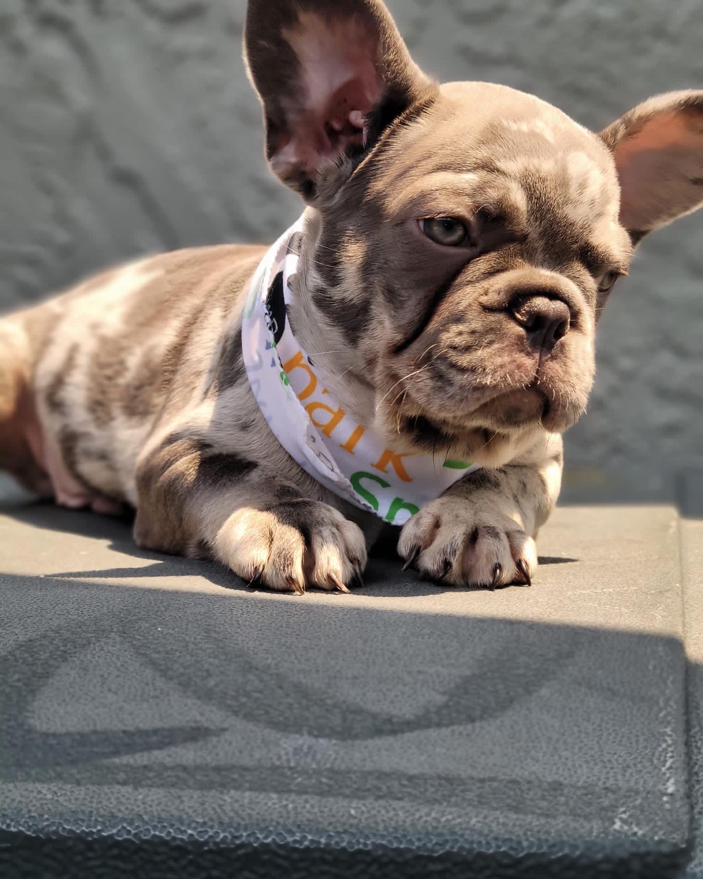 English Bulldog Black tree and tan Merle Female,Iris - 3