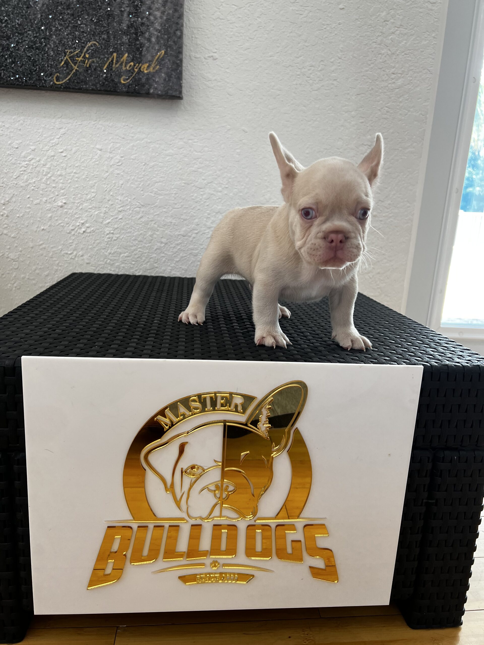 English bulldog lilac tree and tan mini female ,kiara - 4