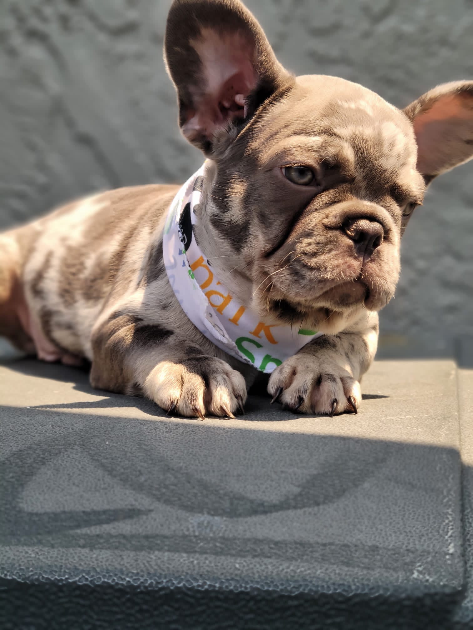 English Bulldog Black tree and tan Merle Female,Iris - 6