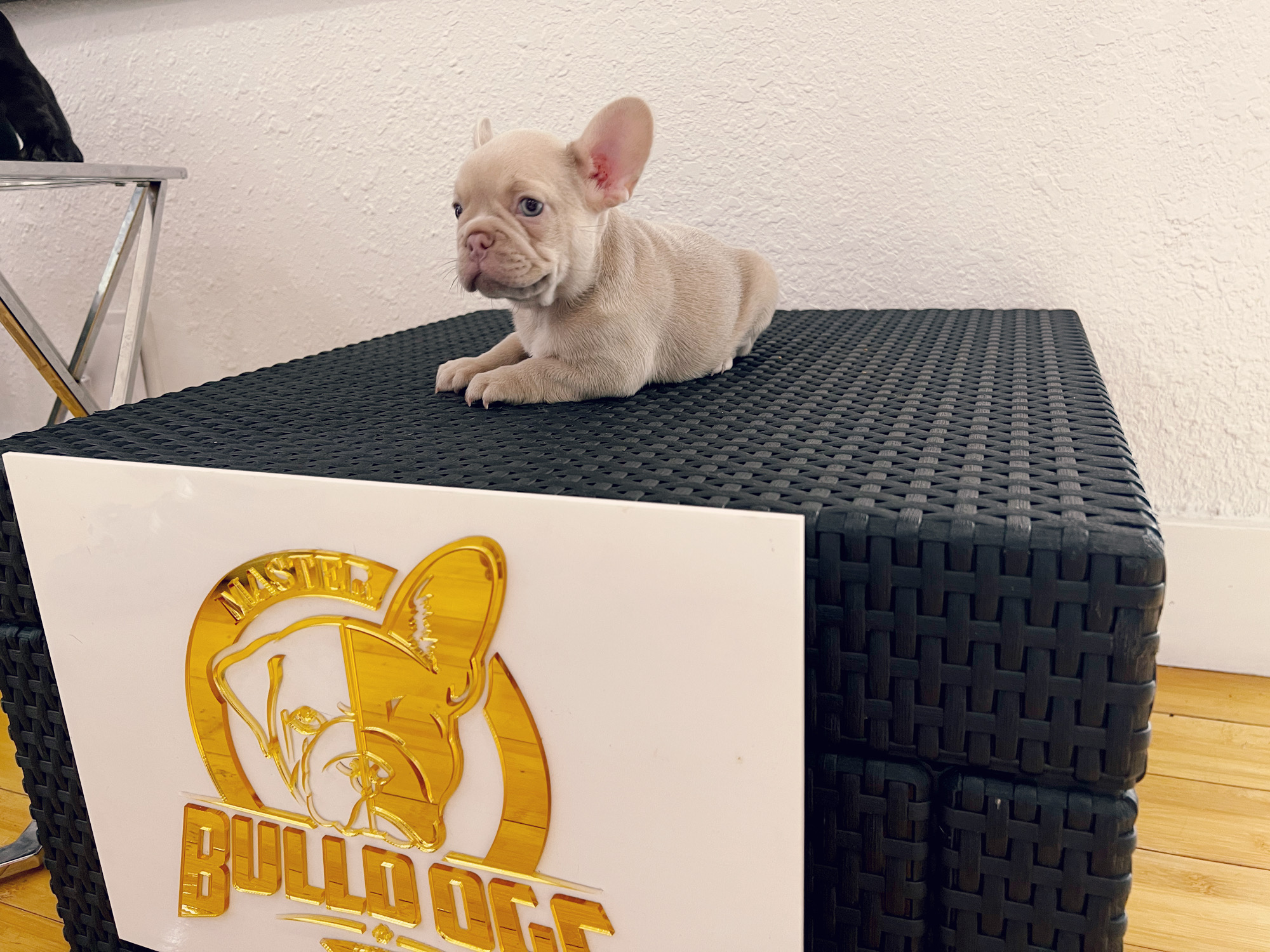 French bulldog Lilac merle isabella carrier female princess - 12