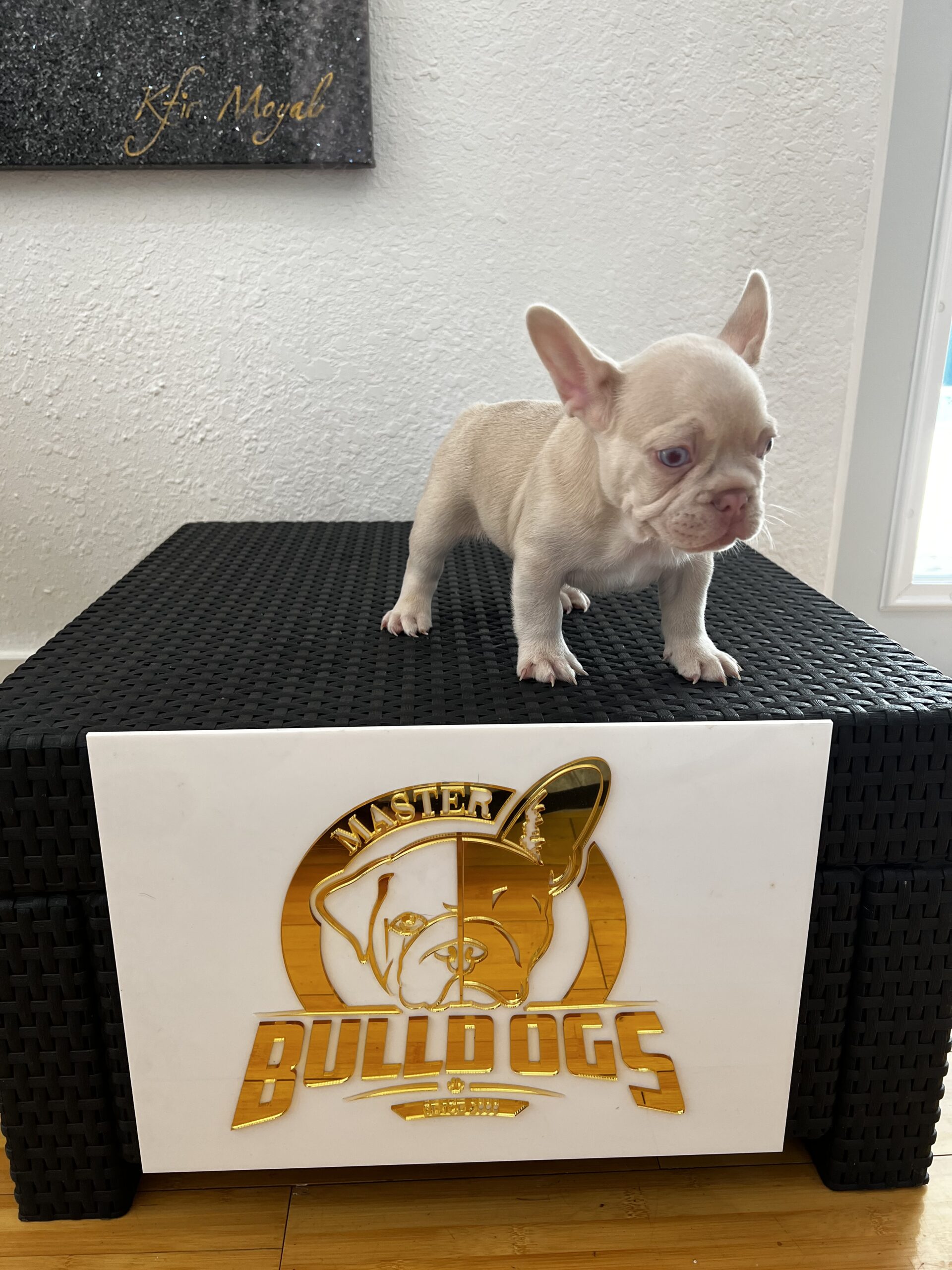 English bulldog lilac tree and tan mini female ,kiara - 3